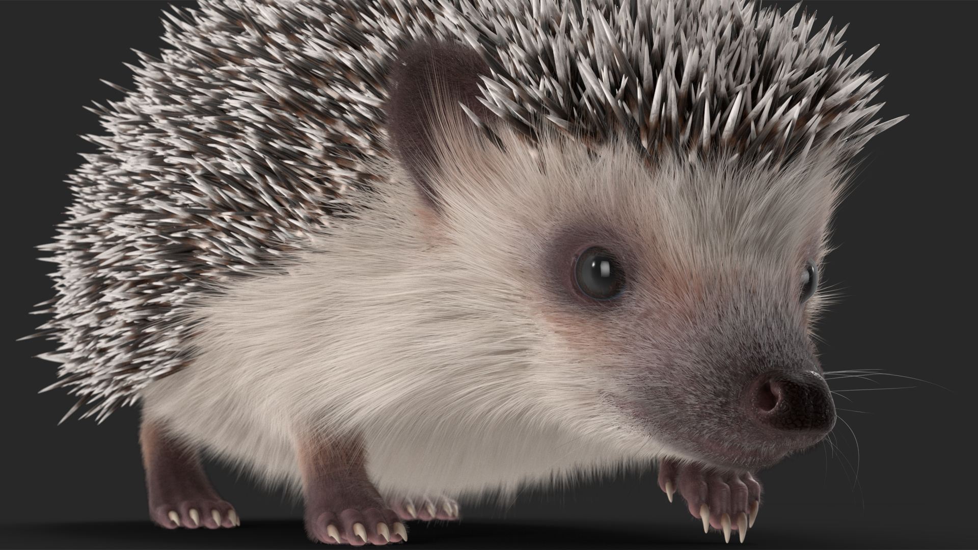 3D White Walk Hedgehog Fur model