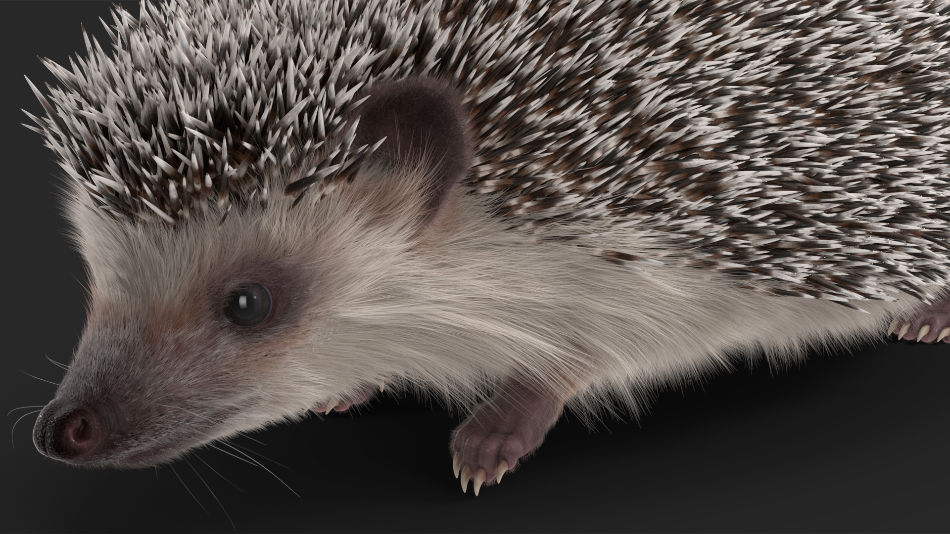 3D White Walk Hedgehog Fur model