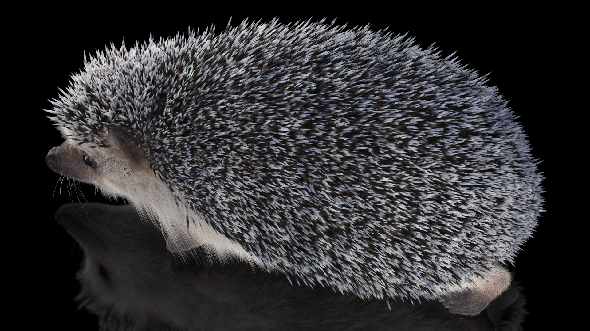3D White Walk Hedgehog Fur model