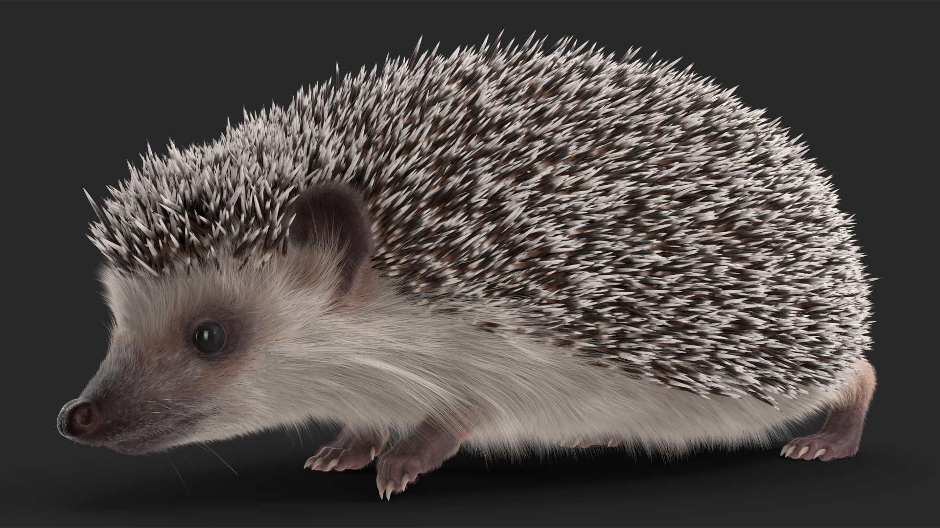 3D White Walk Hedgehog Fur model
