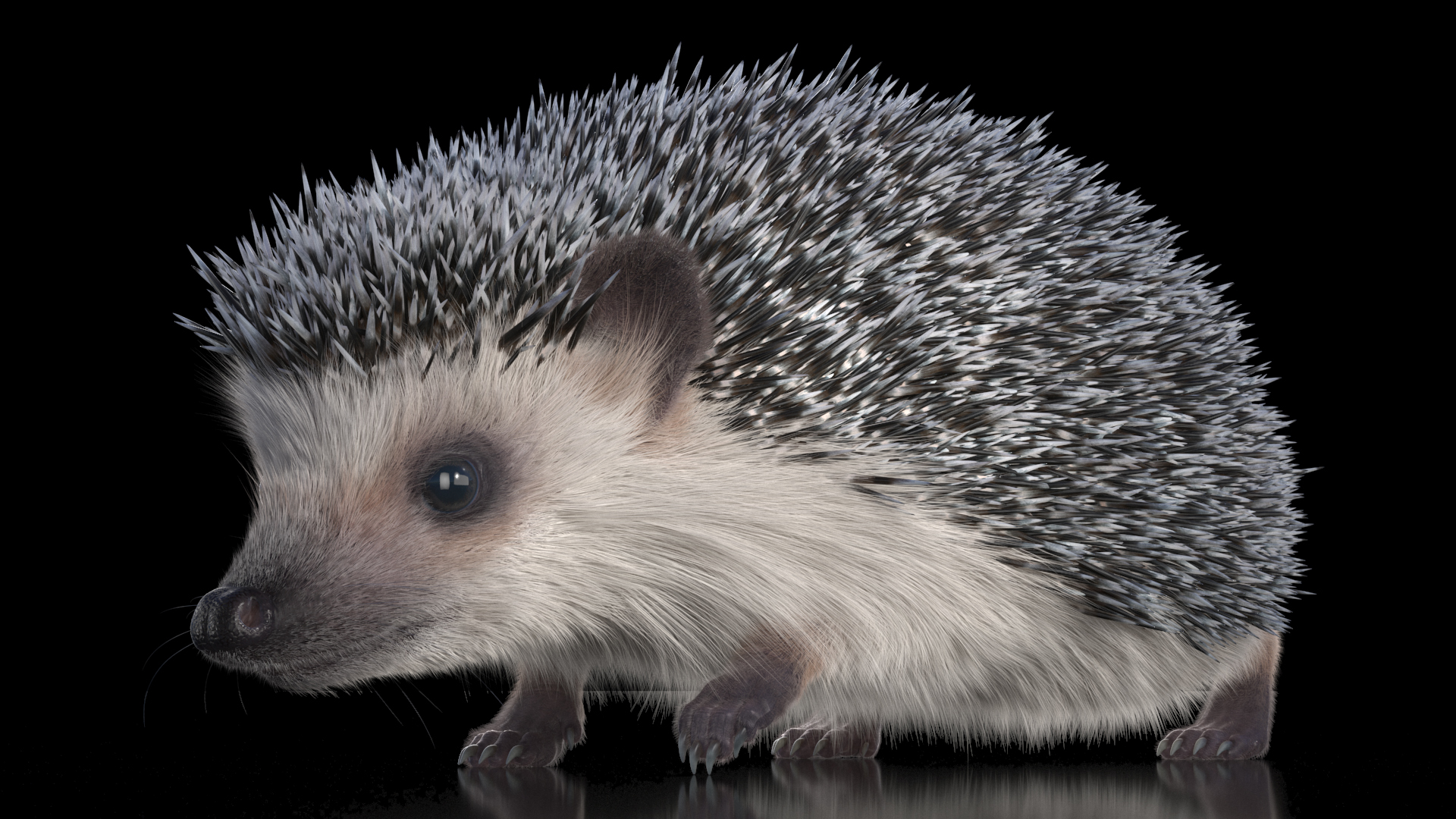 3D White Walk Hedgehog Fur model