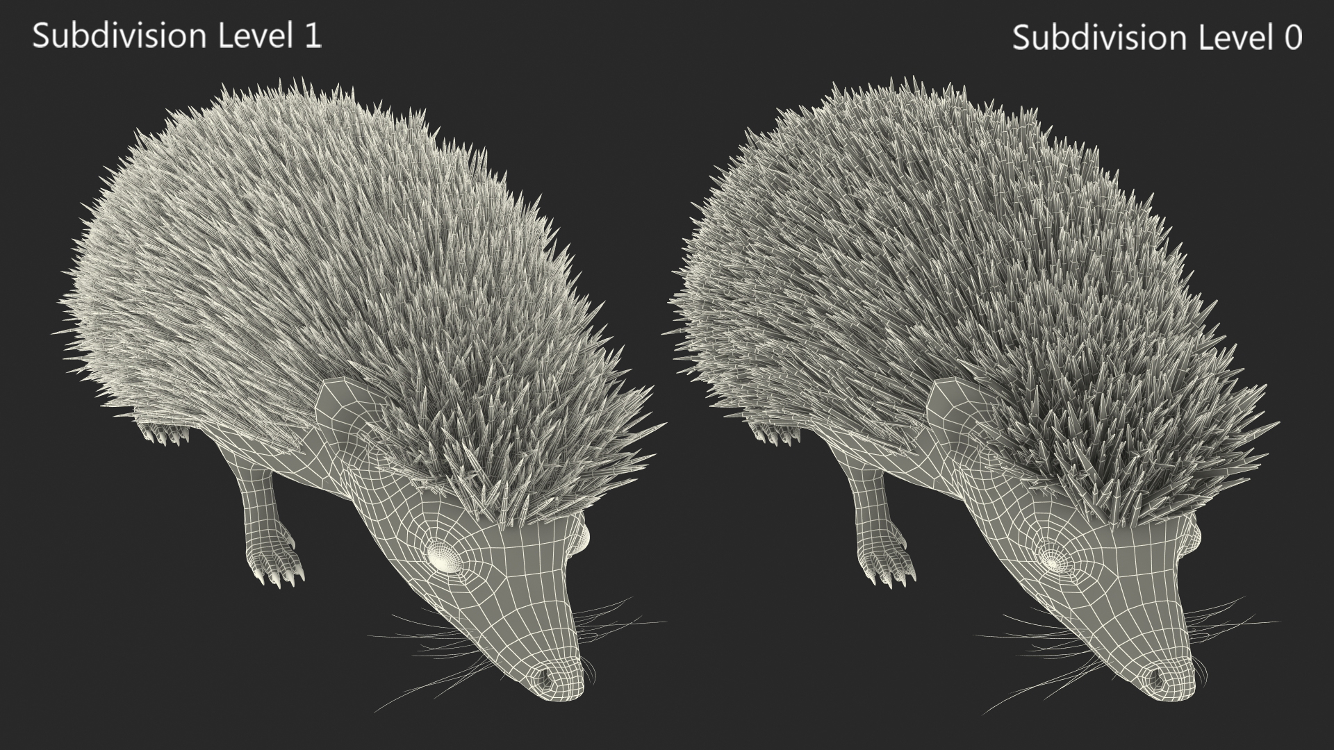 3D White Walk Hedgehog Fur model