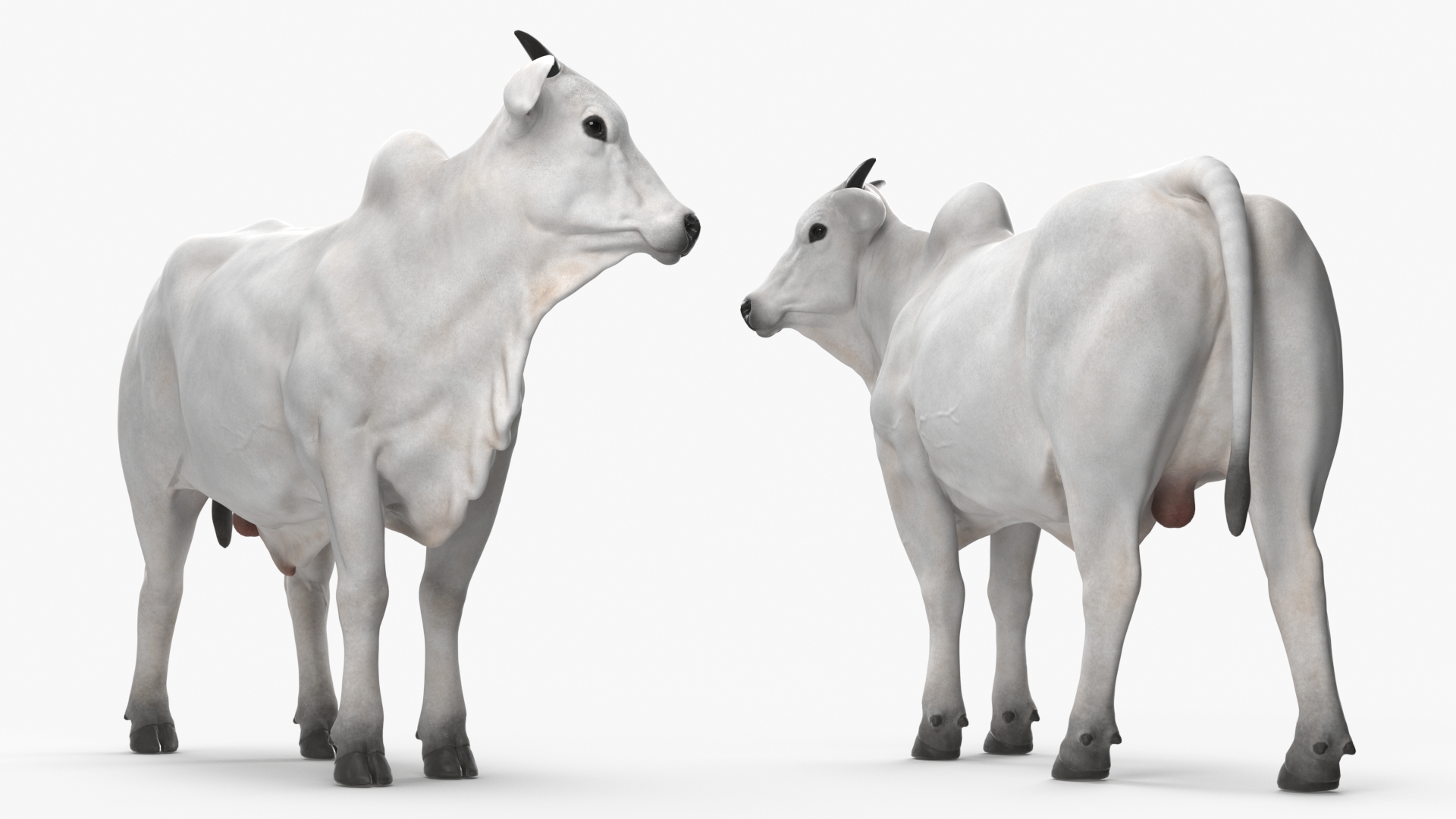 White Cow Male Looking 3D