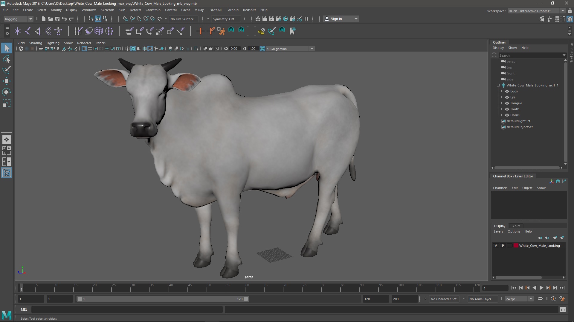 White Cow Male Looking 3D