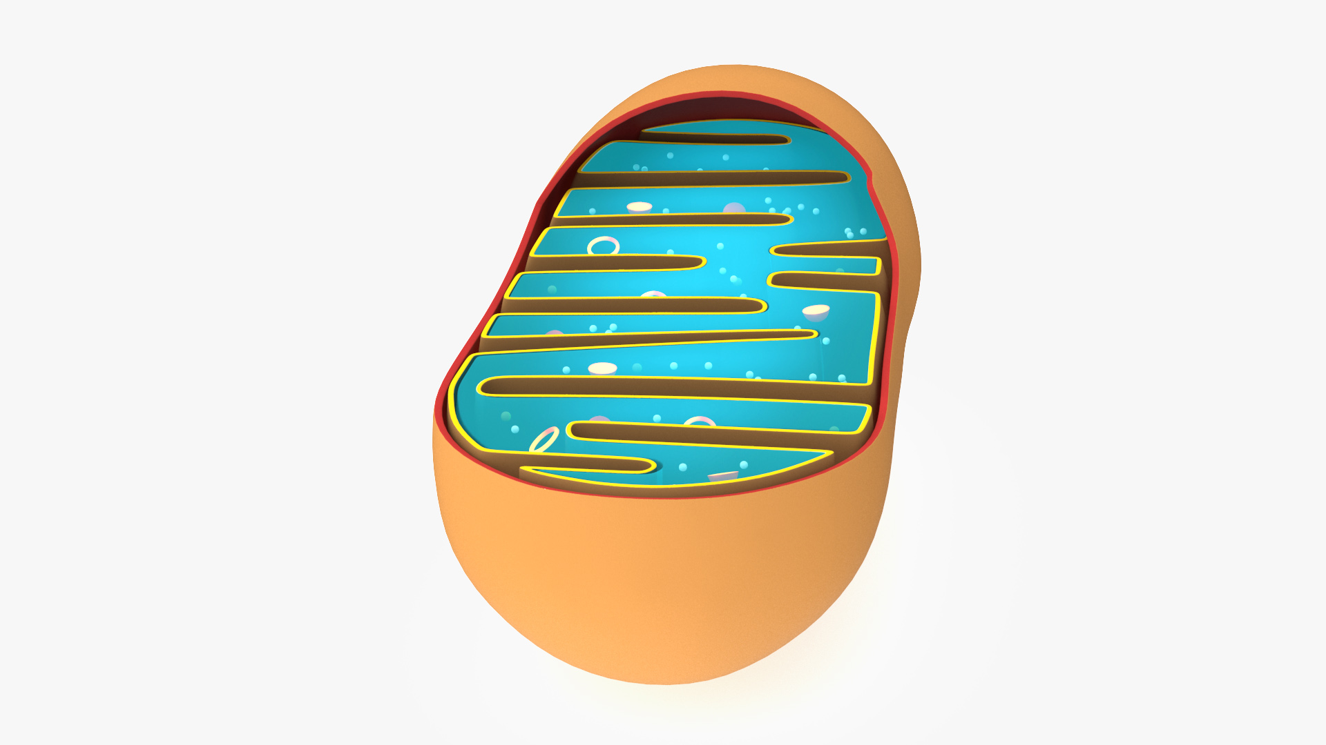 3D Mitochondrial Structure model