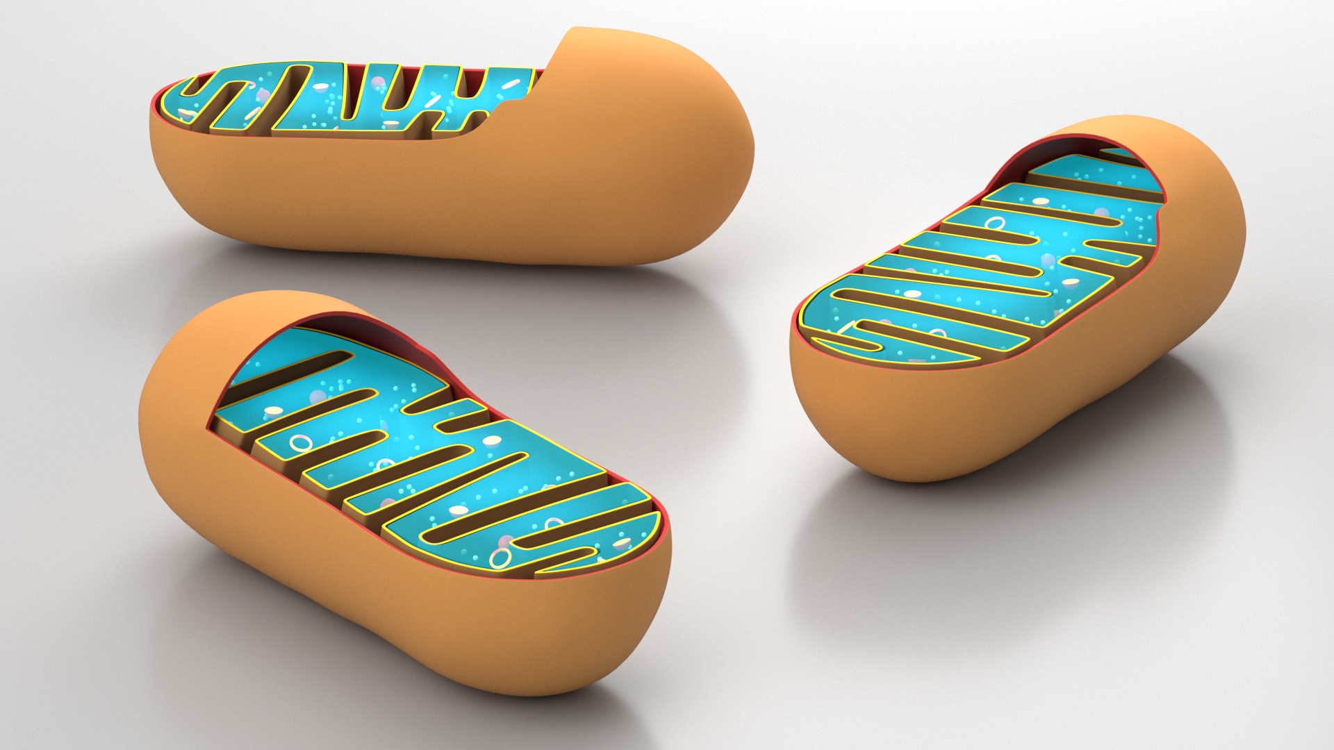3D Mitochondrial Structure model