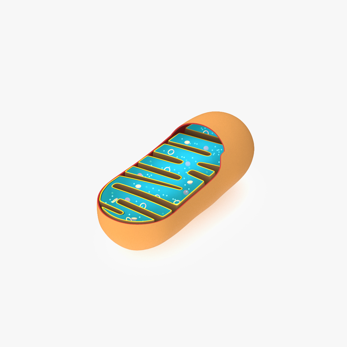 3D Mitochondrial Structure model