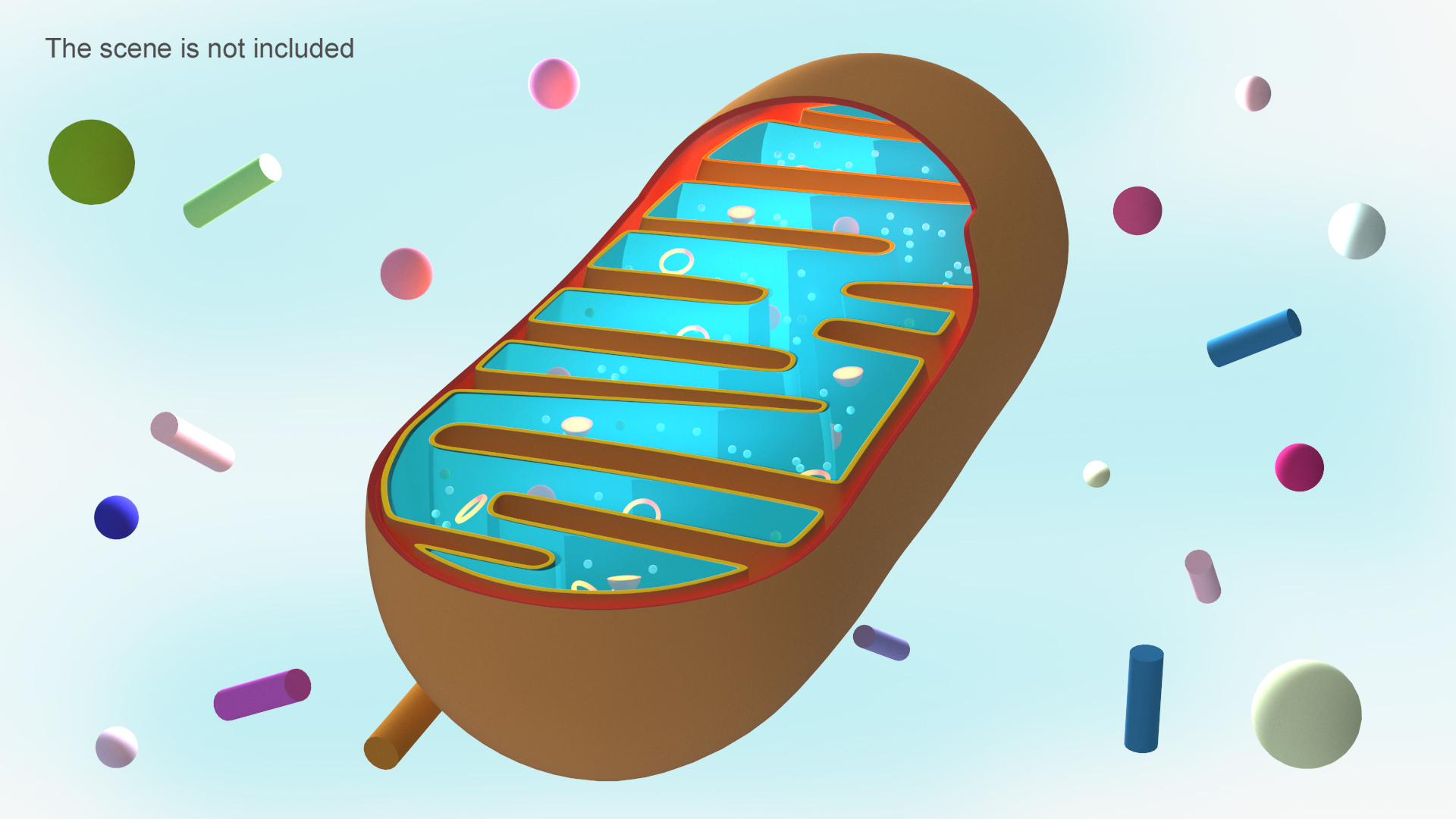 3D Mitochondrial Structure model