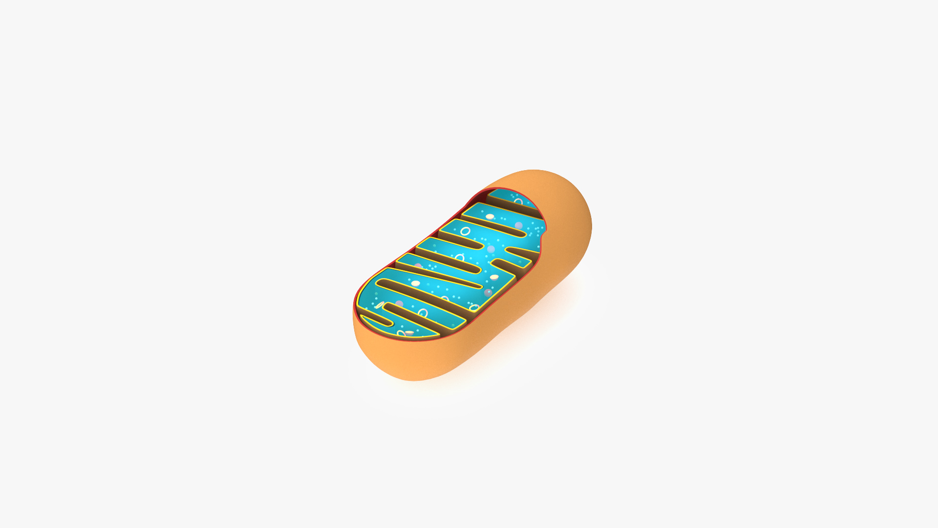 3D Mitochondrial Structure model