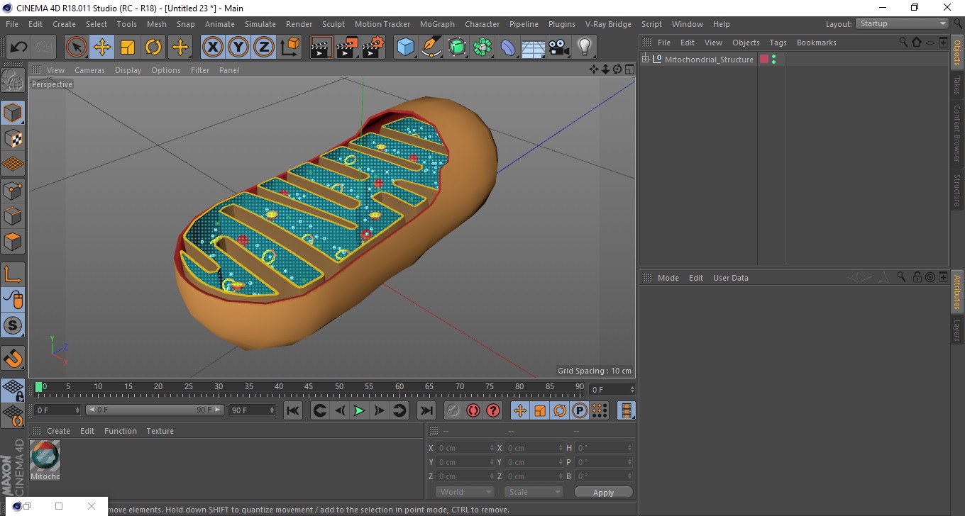 3D Mitochondrial Structure model