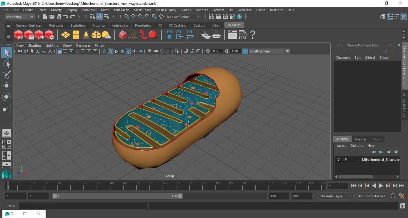 3D Mitochondrial Structure model