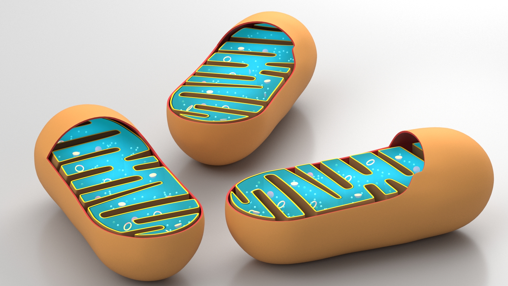 3D Mitochondrial Structure model