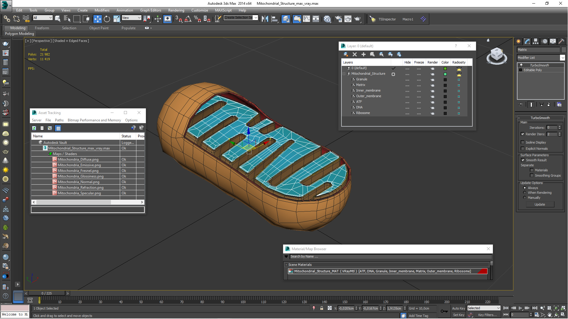 3D Mitochondrial Structure model