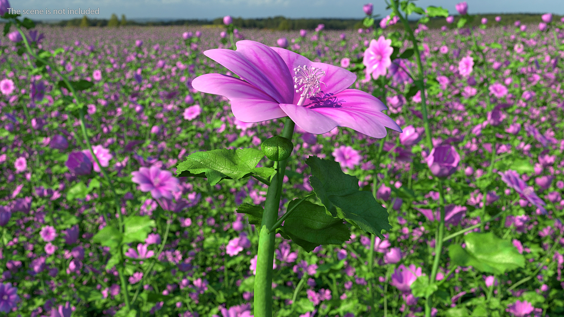 3D Mallow Flower model