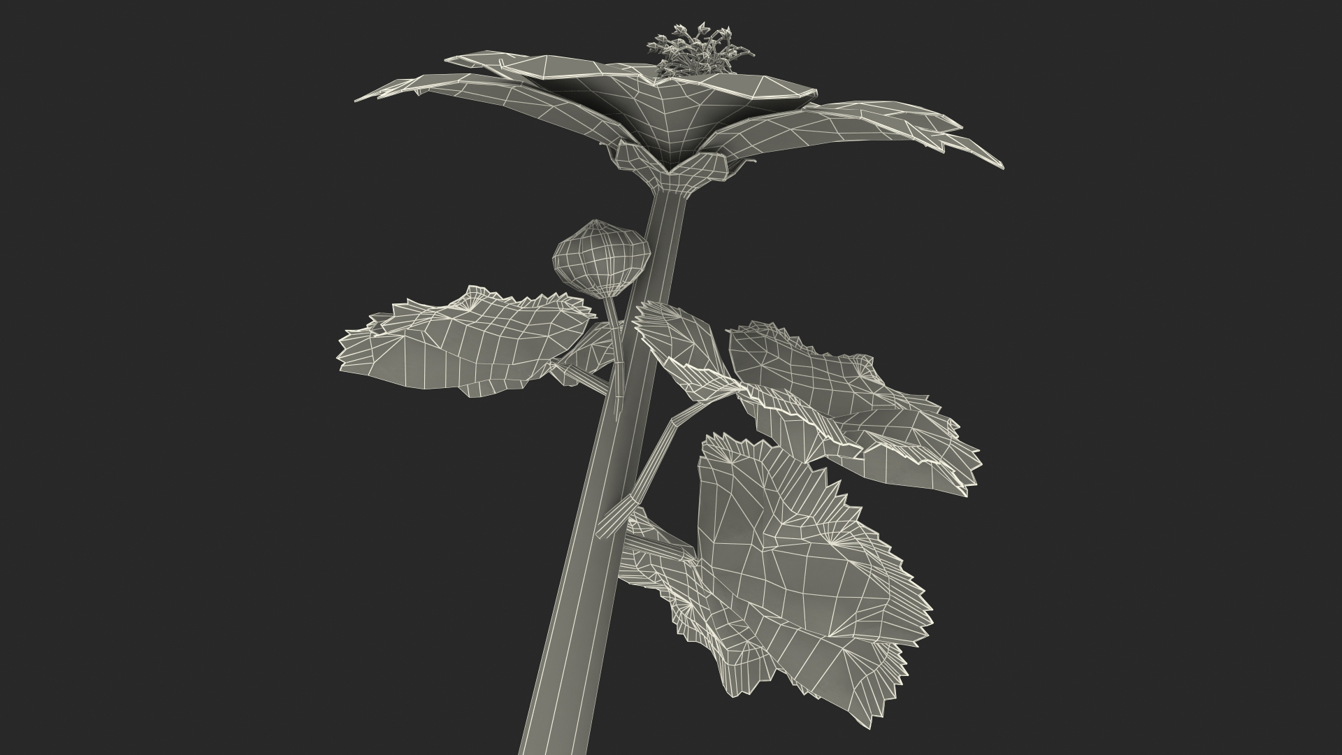 3D Mallow Flower model