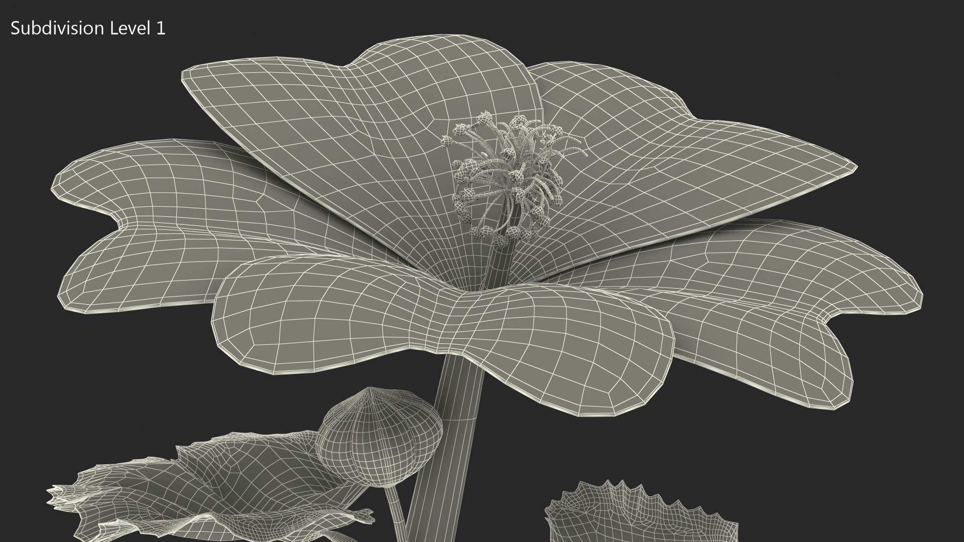 3D Mallow Flower model
