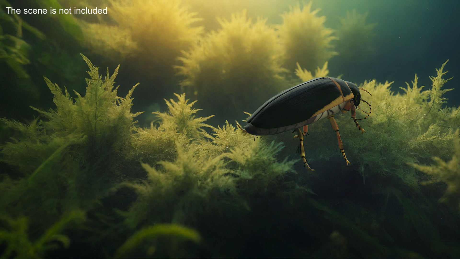 Aquatic Beetle Brown Realistic Floating 3D model