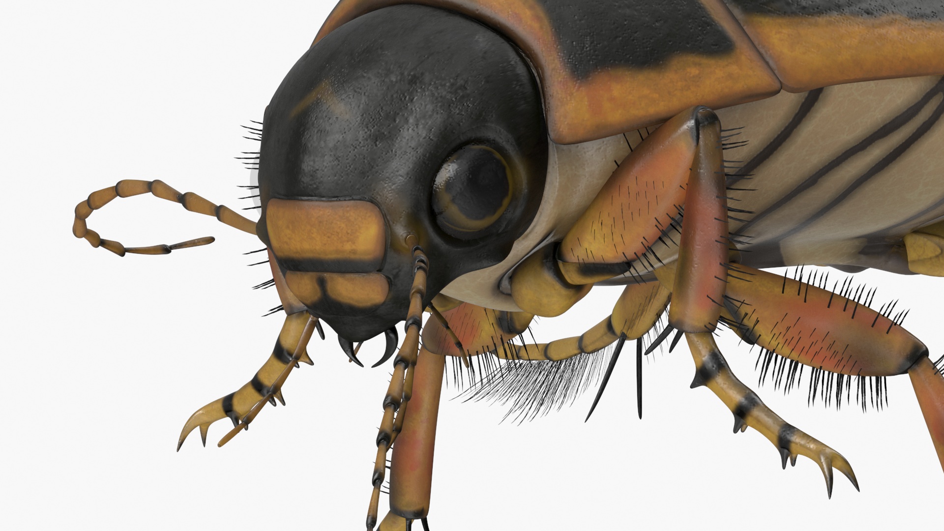 Aquatic Beetle Brown Realistic Floating 3D model