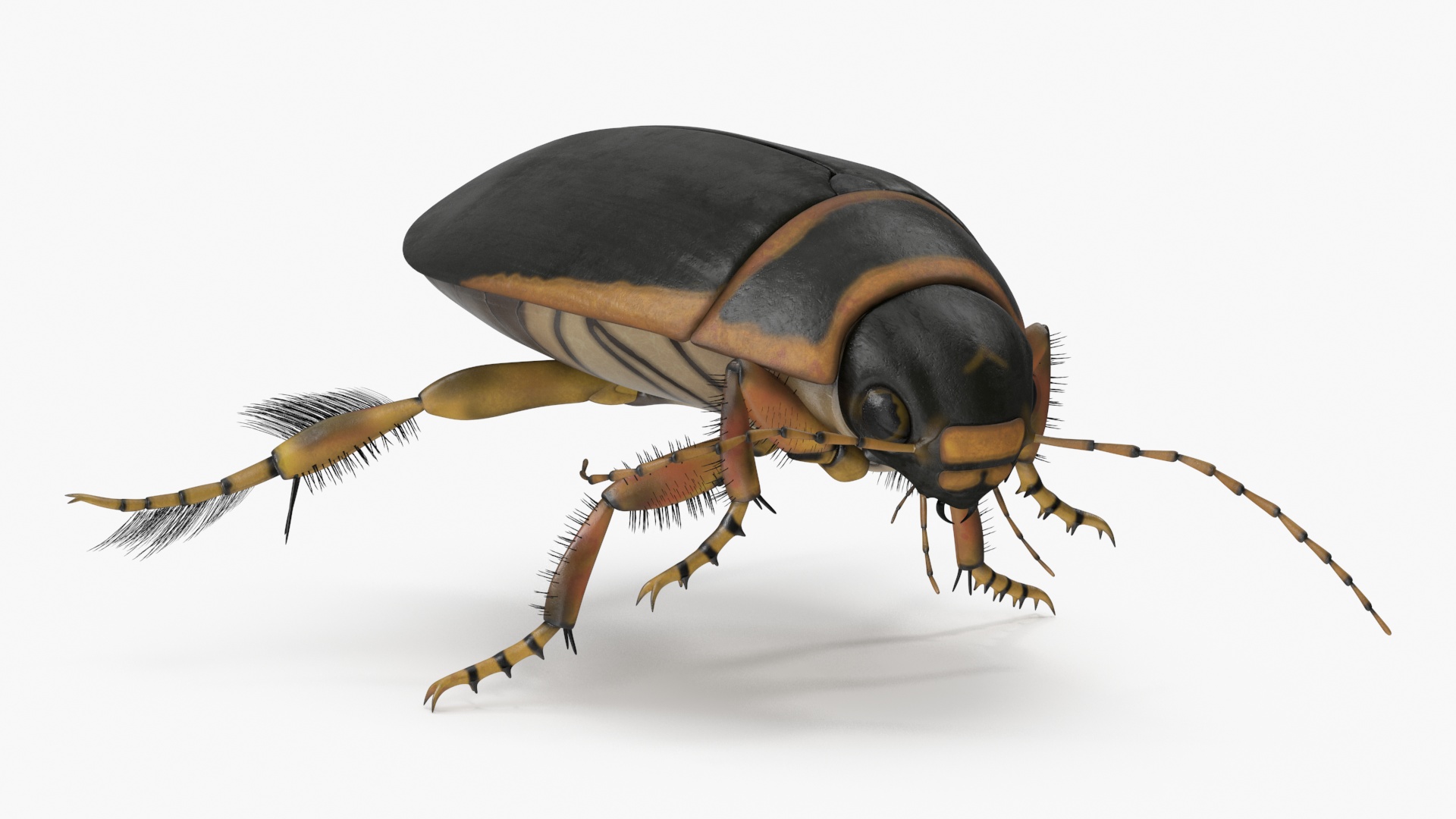 Aquatic Beetle Brown Realistic Floating 3D model