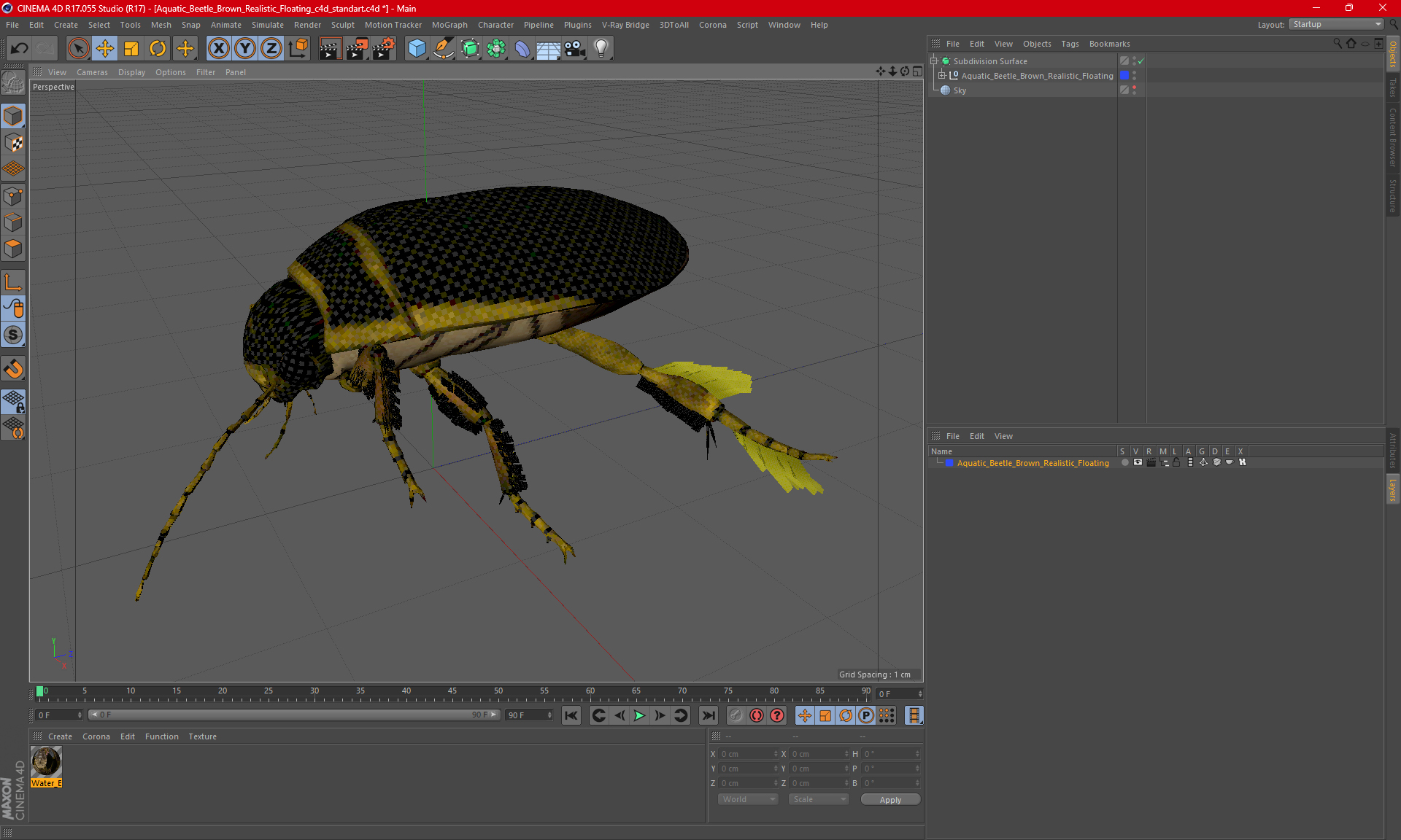 Aquatic Beetle Brown Realistic Floating 3D model