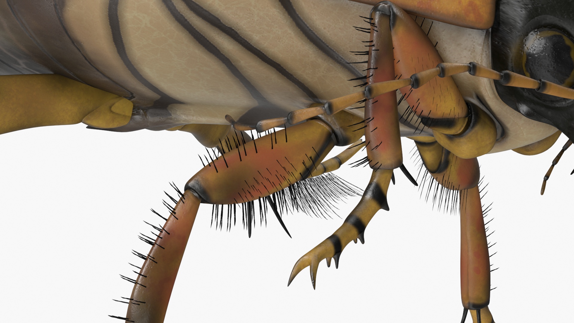 Aquatic Beetle Brown Realistic Floating 3D model