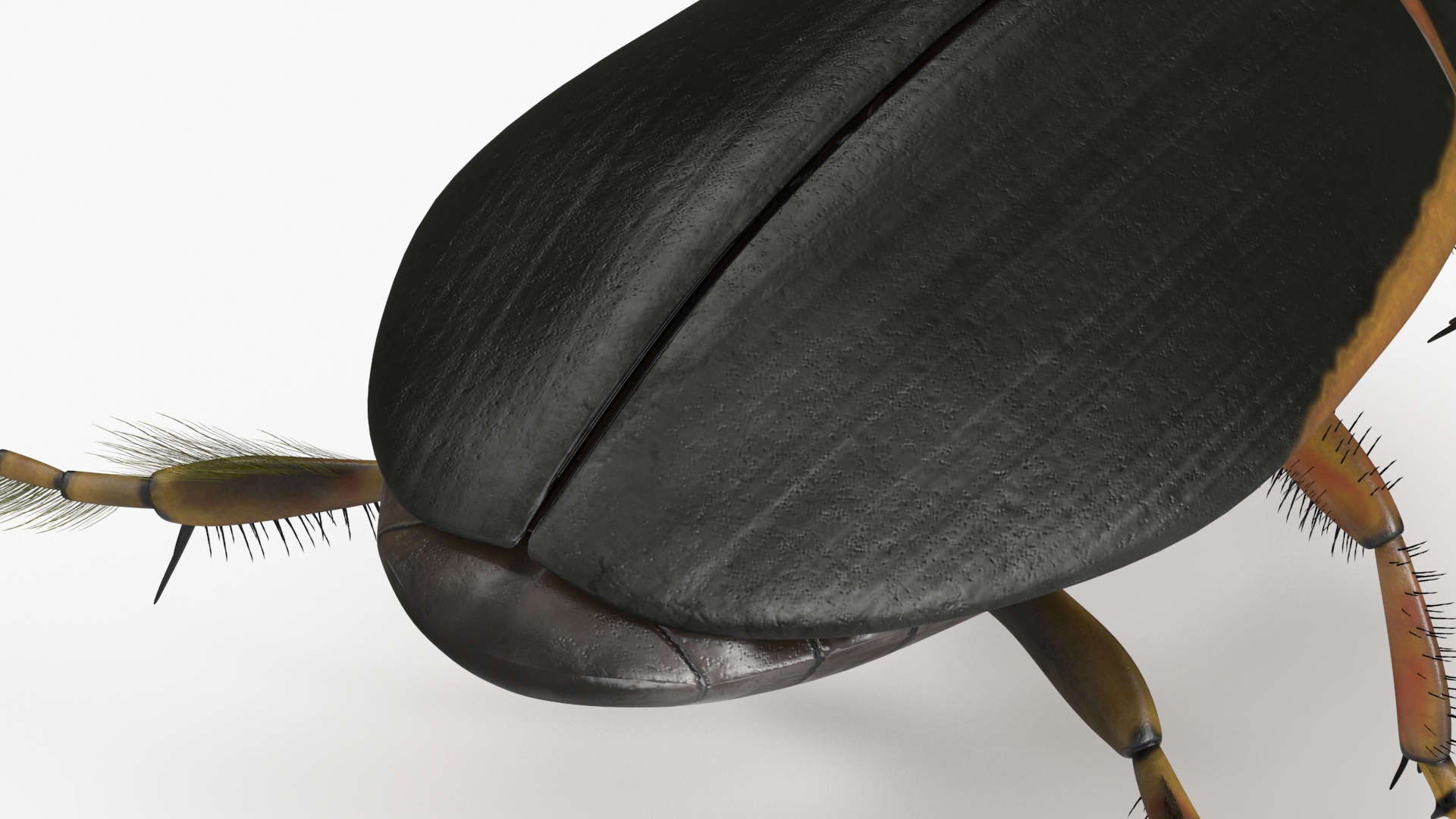 Aquatic Beetle Brown Realistic Floating 3D model