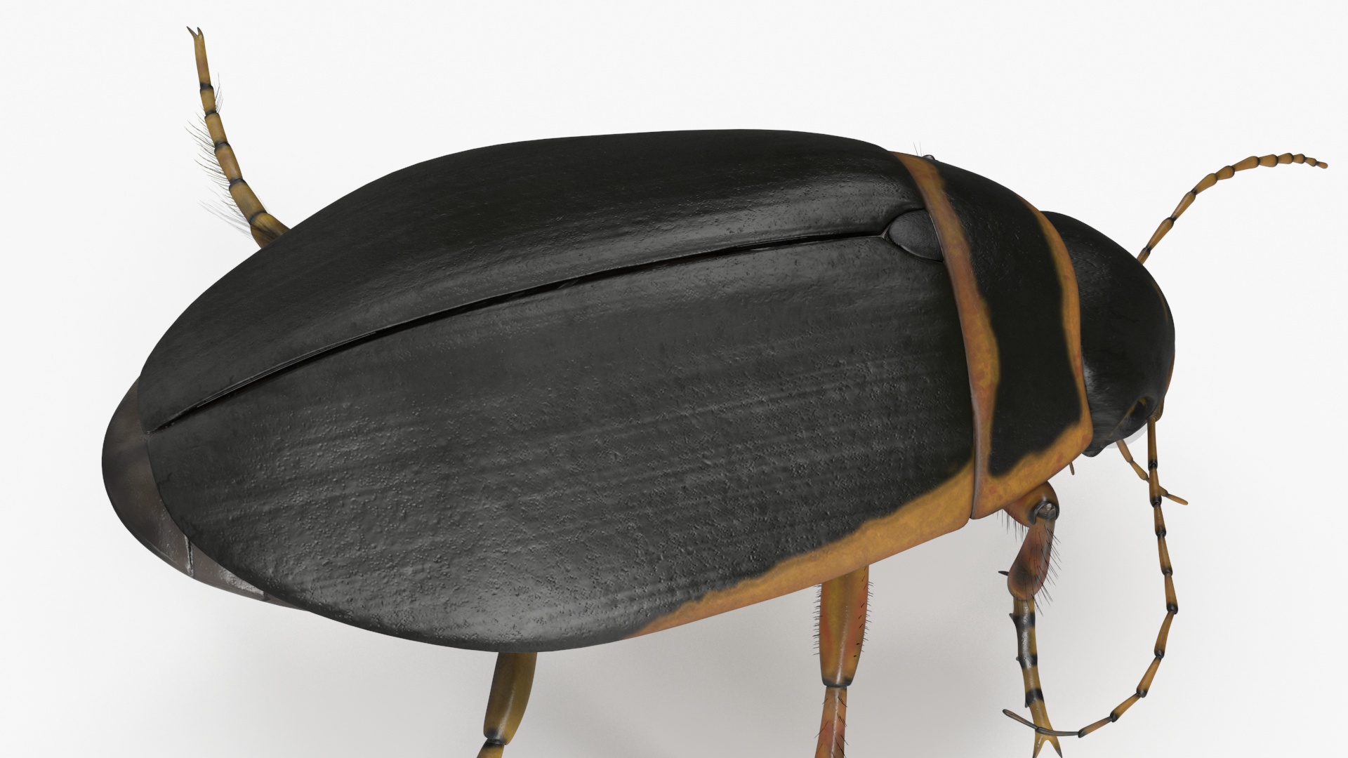 Aquatic Beetle Brown Realistic Floating 3D model