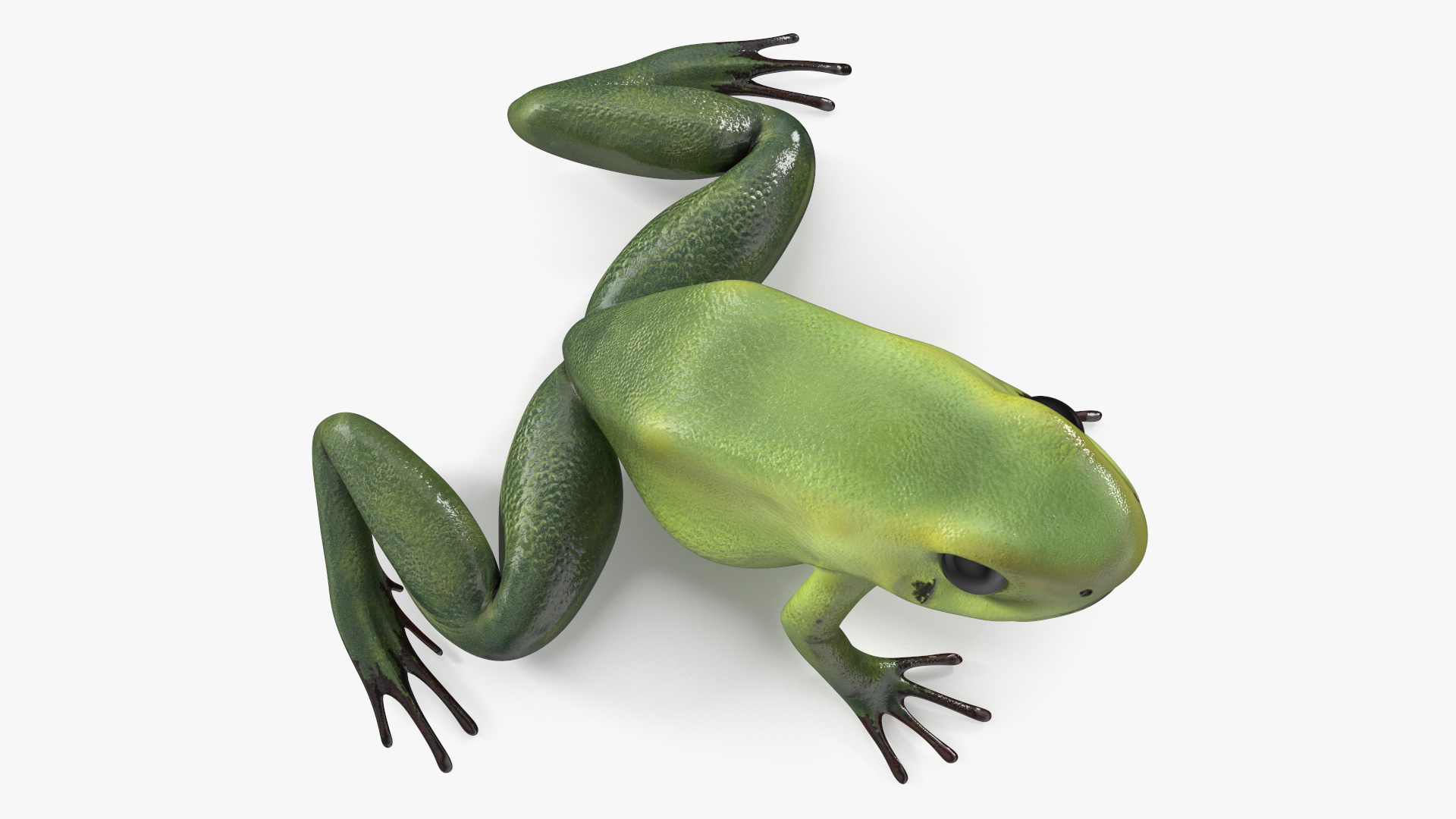 3D Green Morph Dart Frog Rigged model