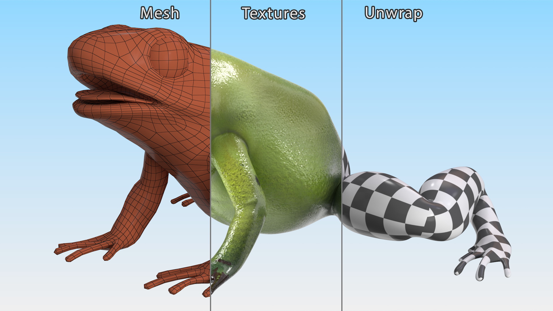 3D Green Morph Dart Frog Rigged model