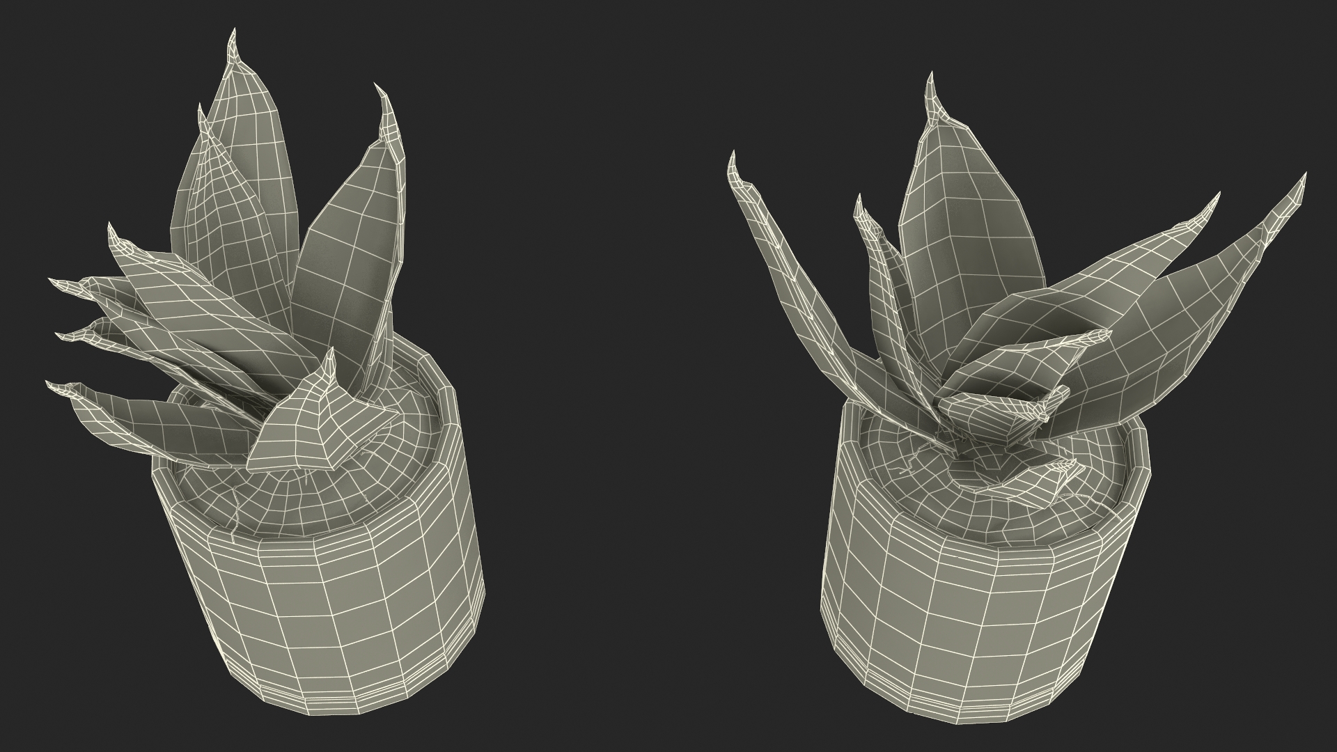 Variegated Snake Plant 3D