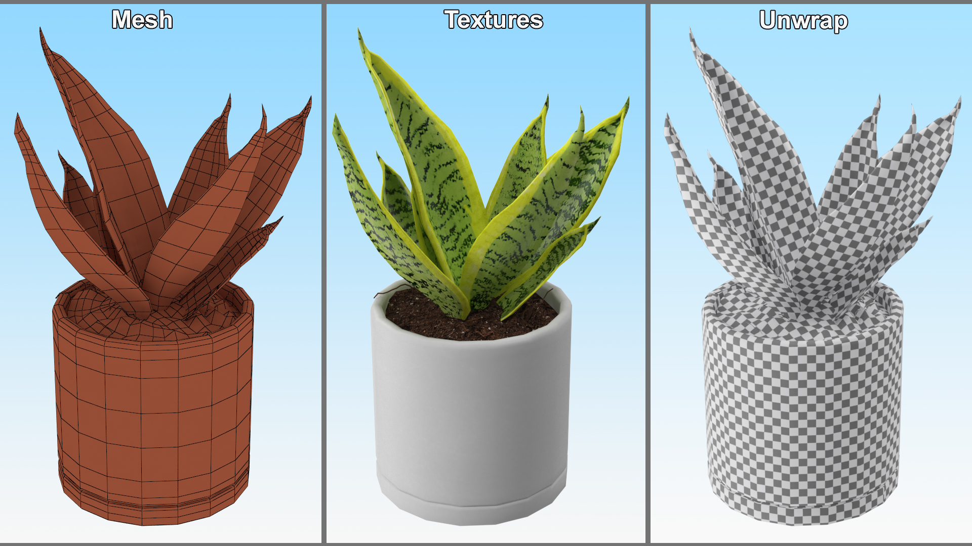 Variegated Snake Plant 3D