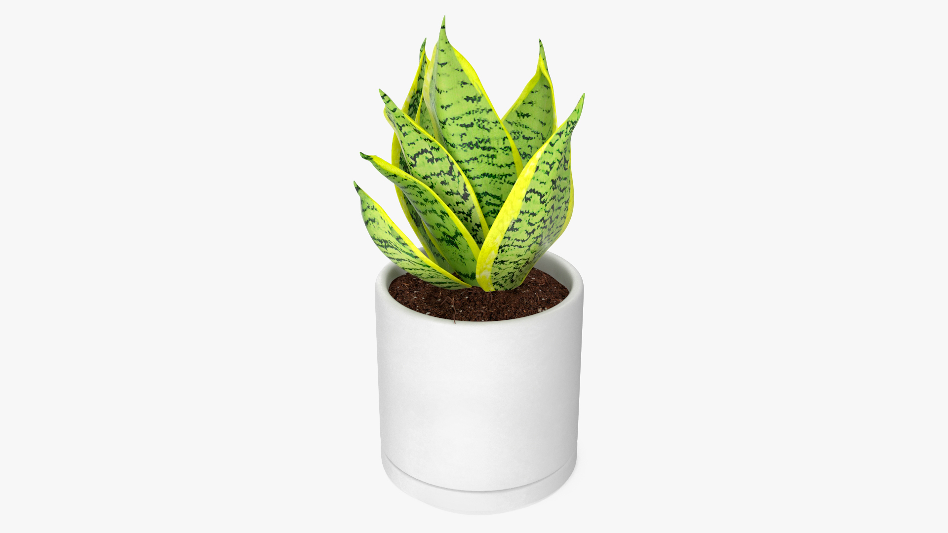 Variegated Snake Plant 3D