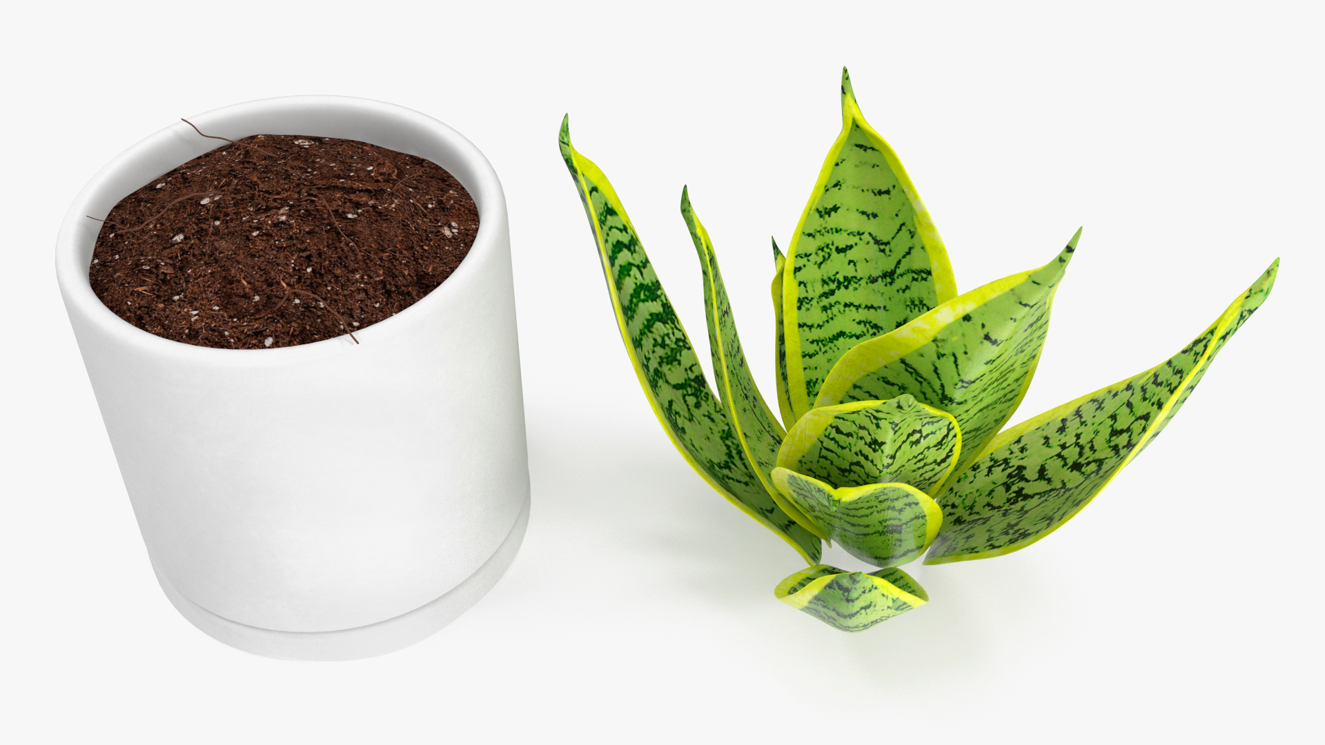 Variegated Snake Plant 3D