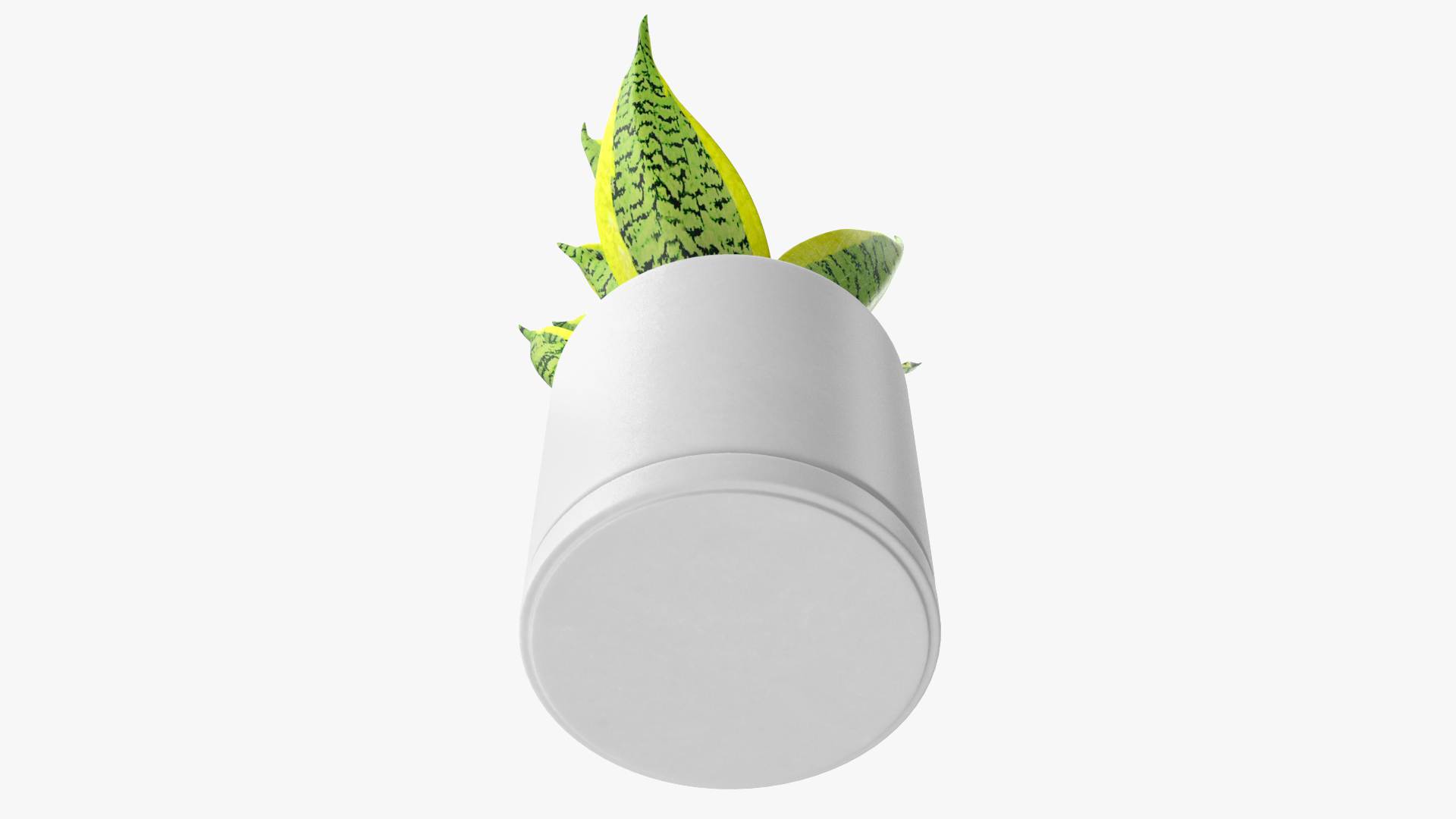 Variegated Snake Plant 3D