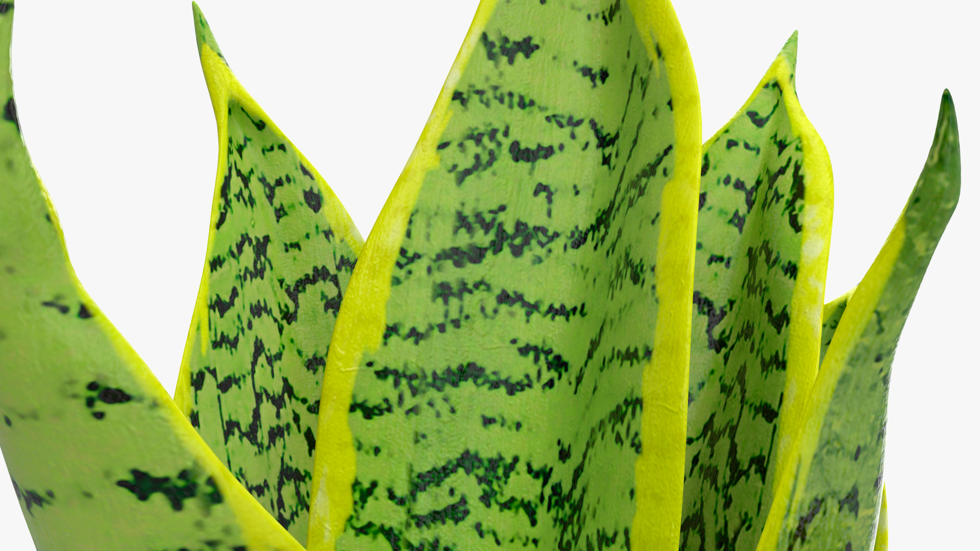 Variegated Snake Plant 3D