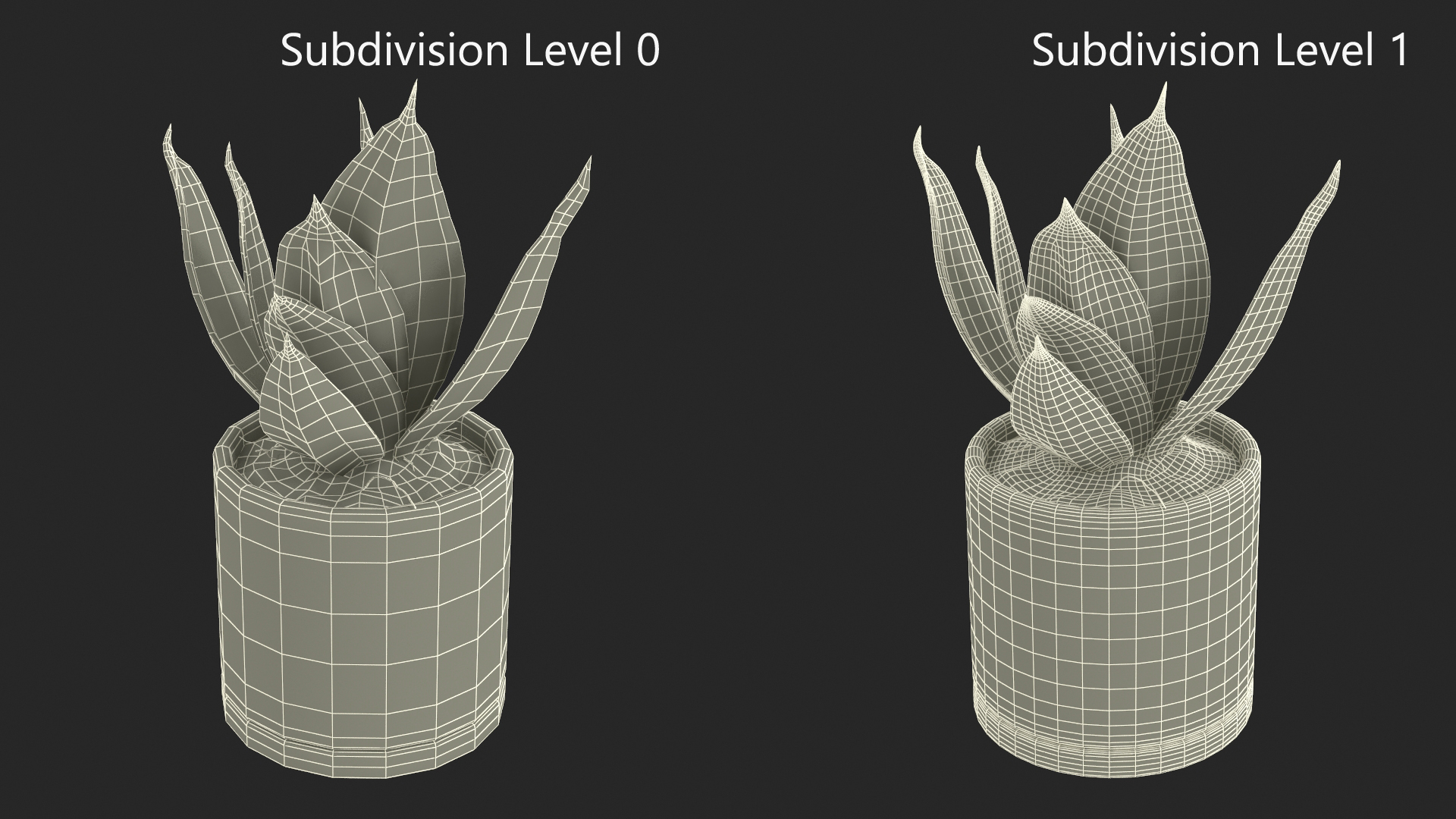 Variegated Snake Plant 3D