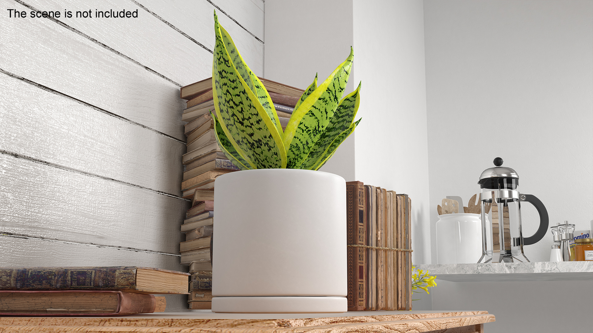 Variegated Snake Plant 3D