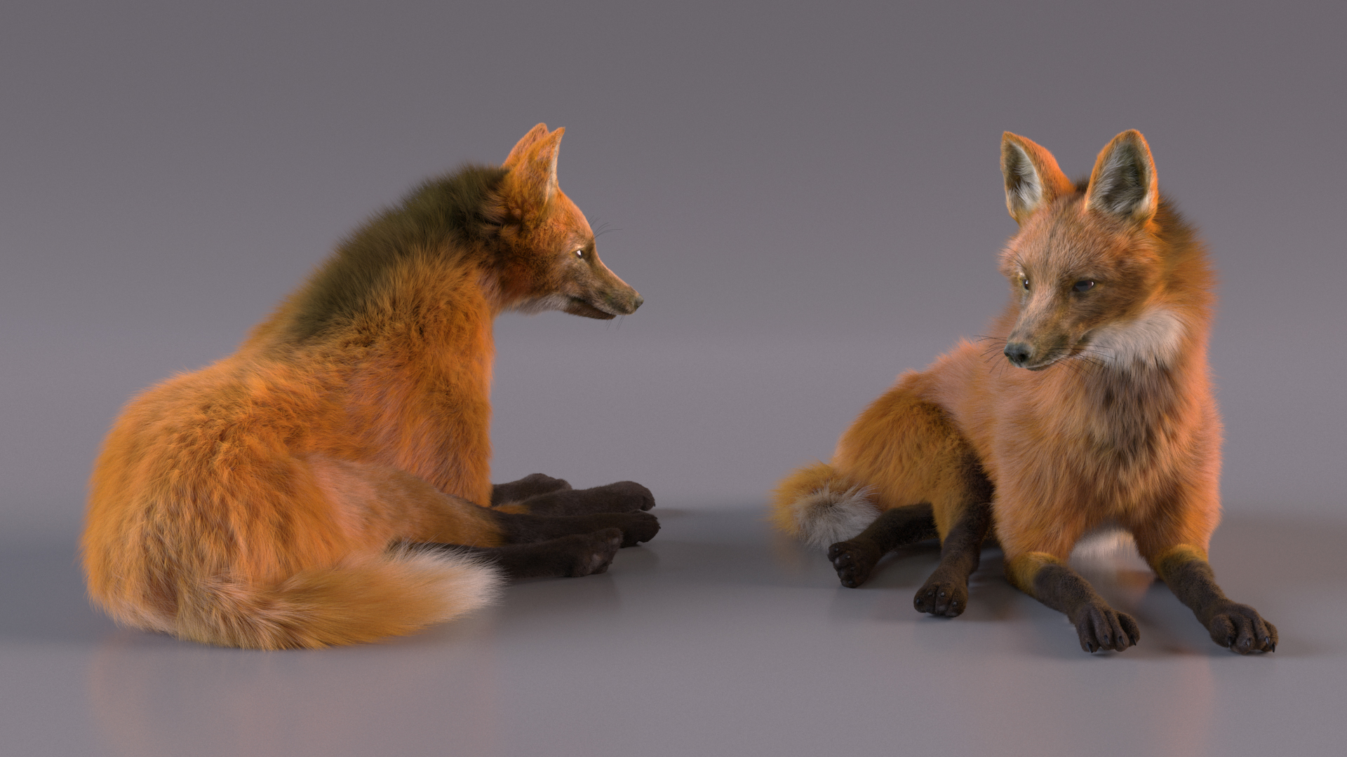 Maned Wolf Reclining Pose Fur 3D model