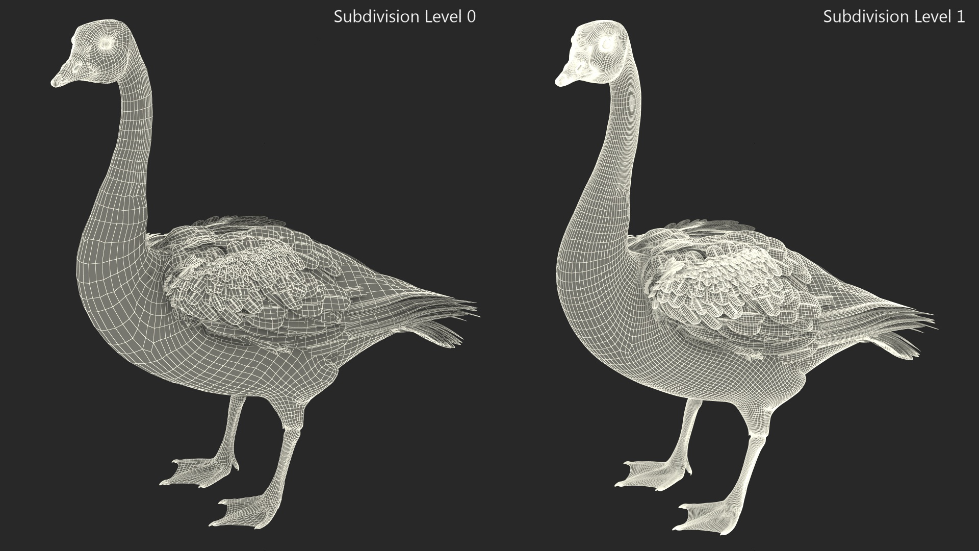 3D Branta Canadensis Standing Pose