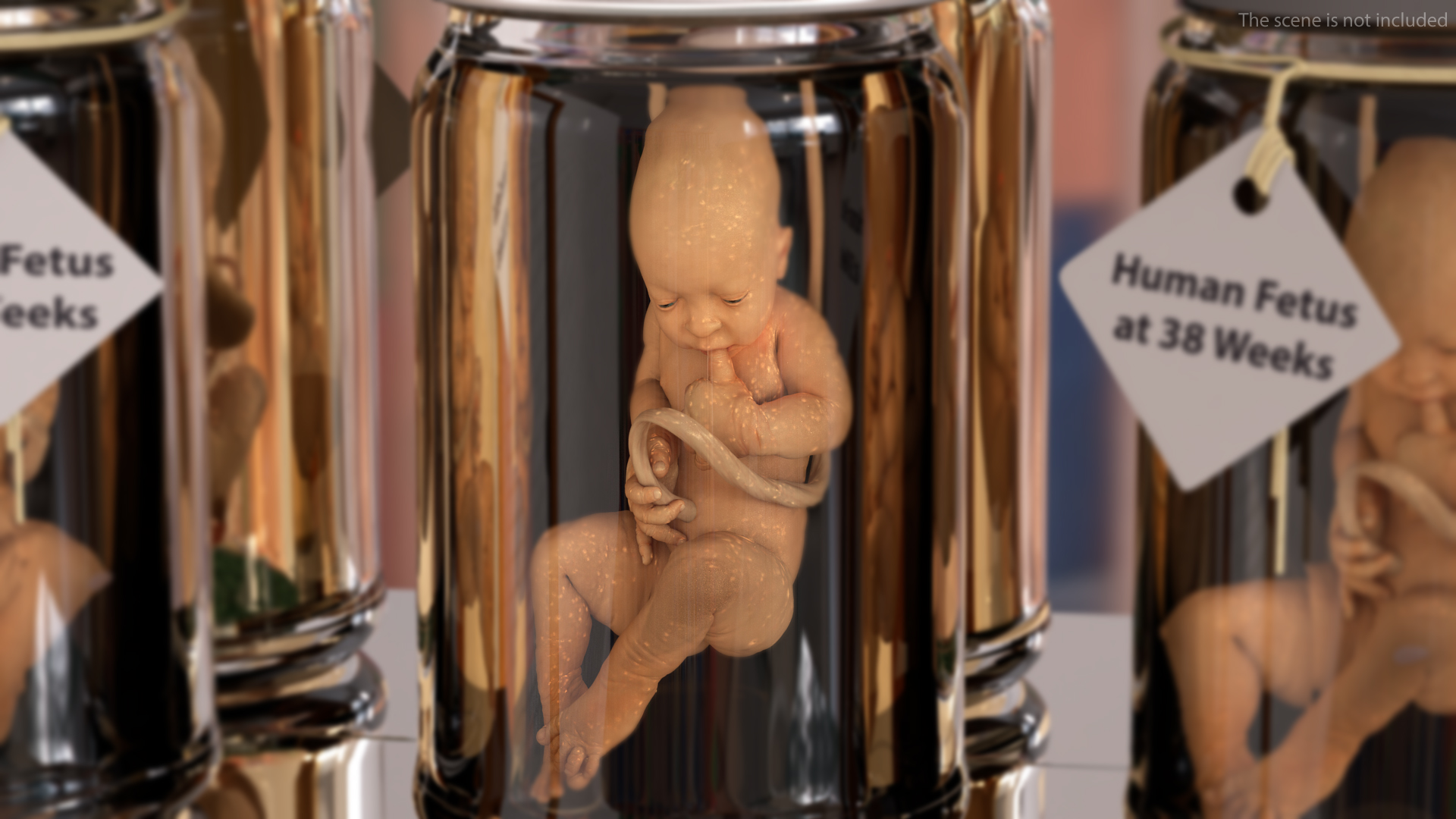 3D model Baby Boy at 38 Weeks