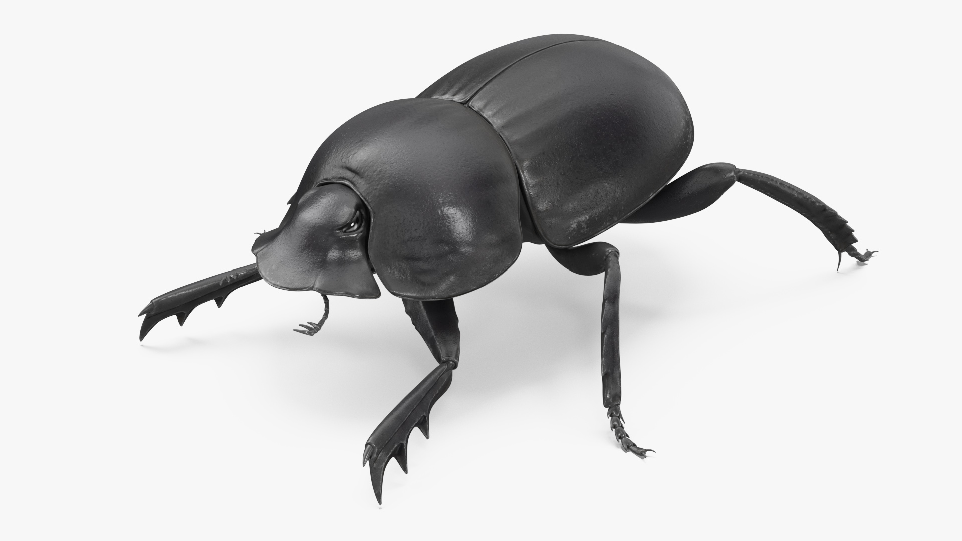 3D model Dung Beetle Standing