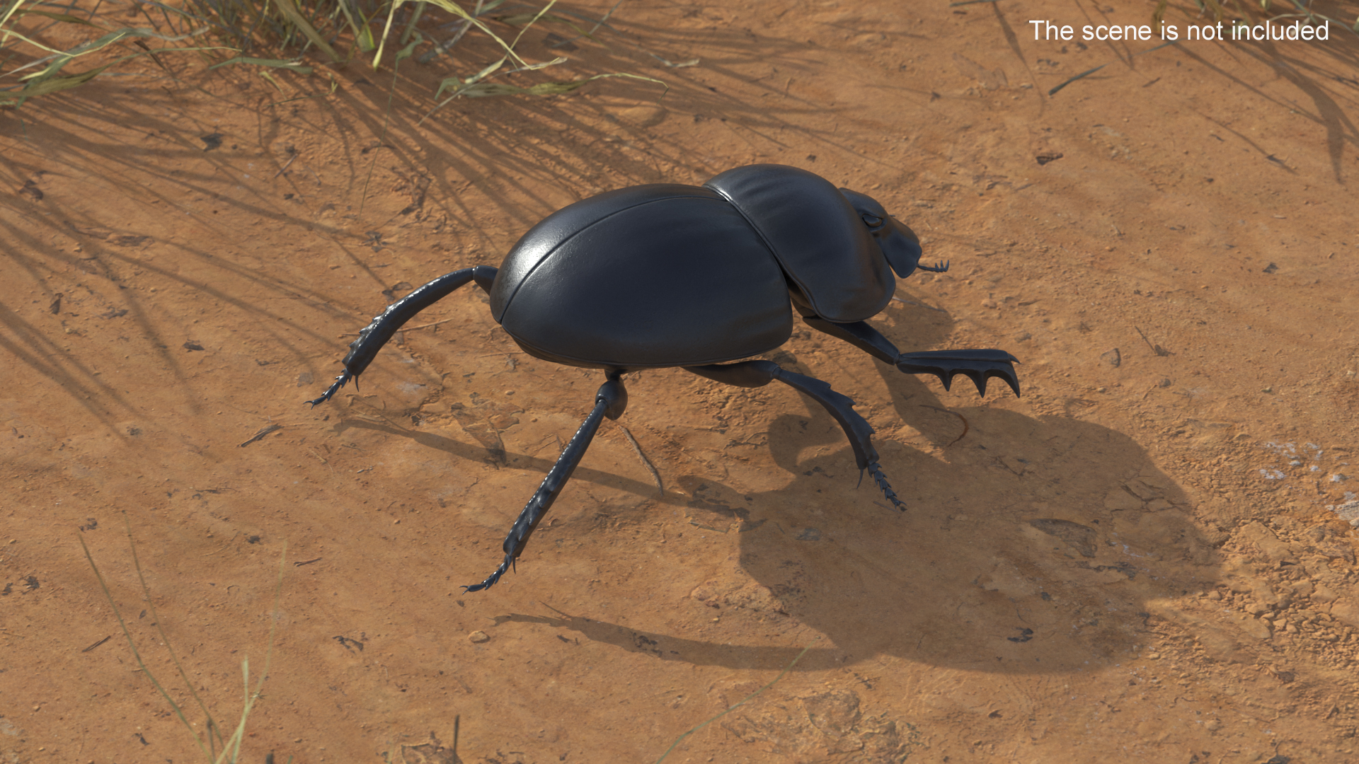 3D model Dung Beetle Standing