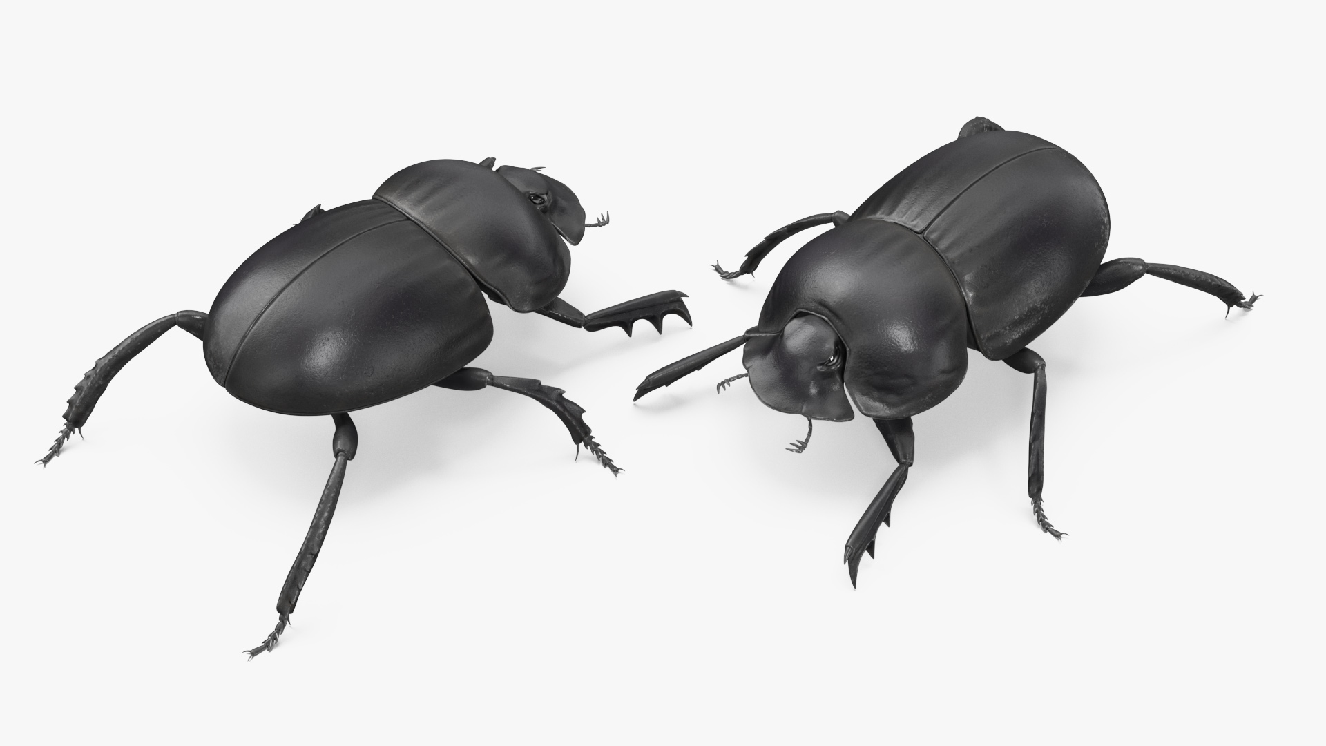 3D model Dung Beetle Standing