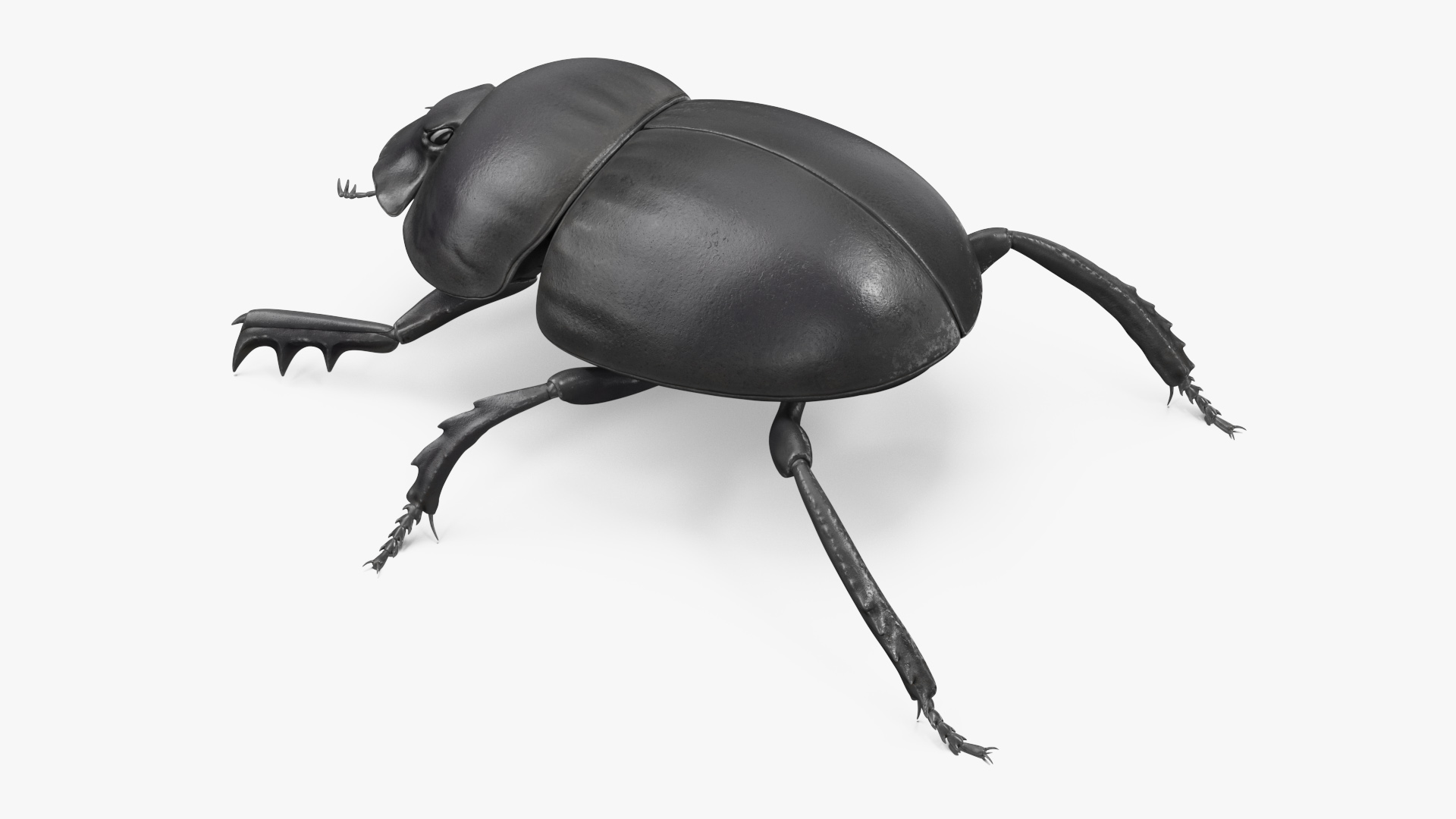 3D model Dung Beetle Standing