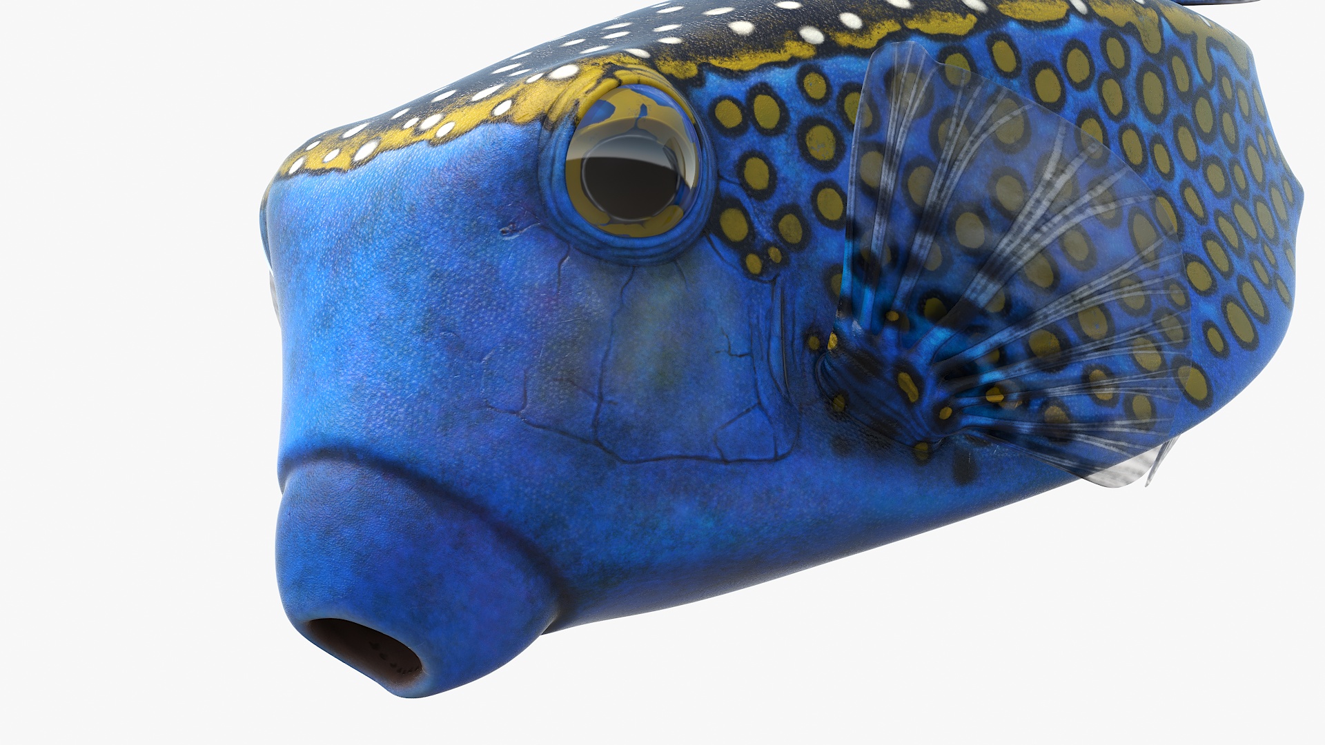 3D model Blue Spotted Boxfish