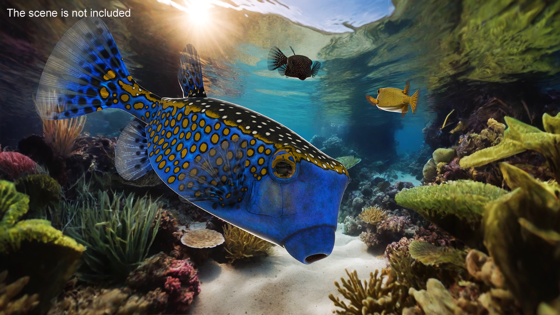 3D model Blue Spotted Boxfish