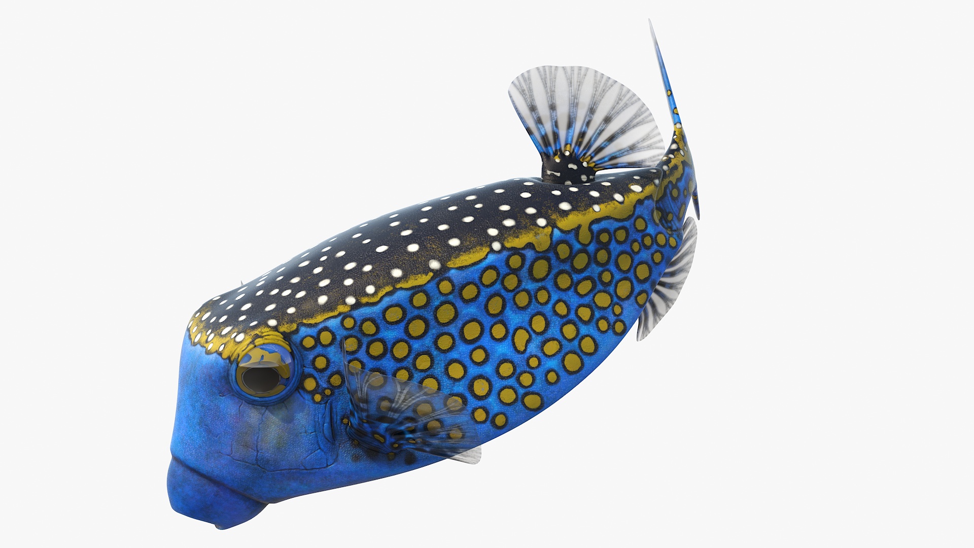 3D model Blue Spotted Boxfish