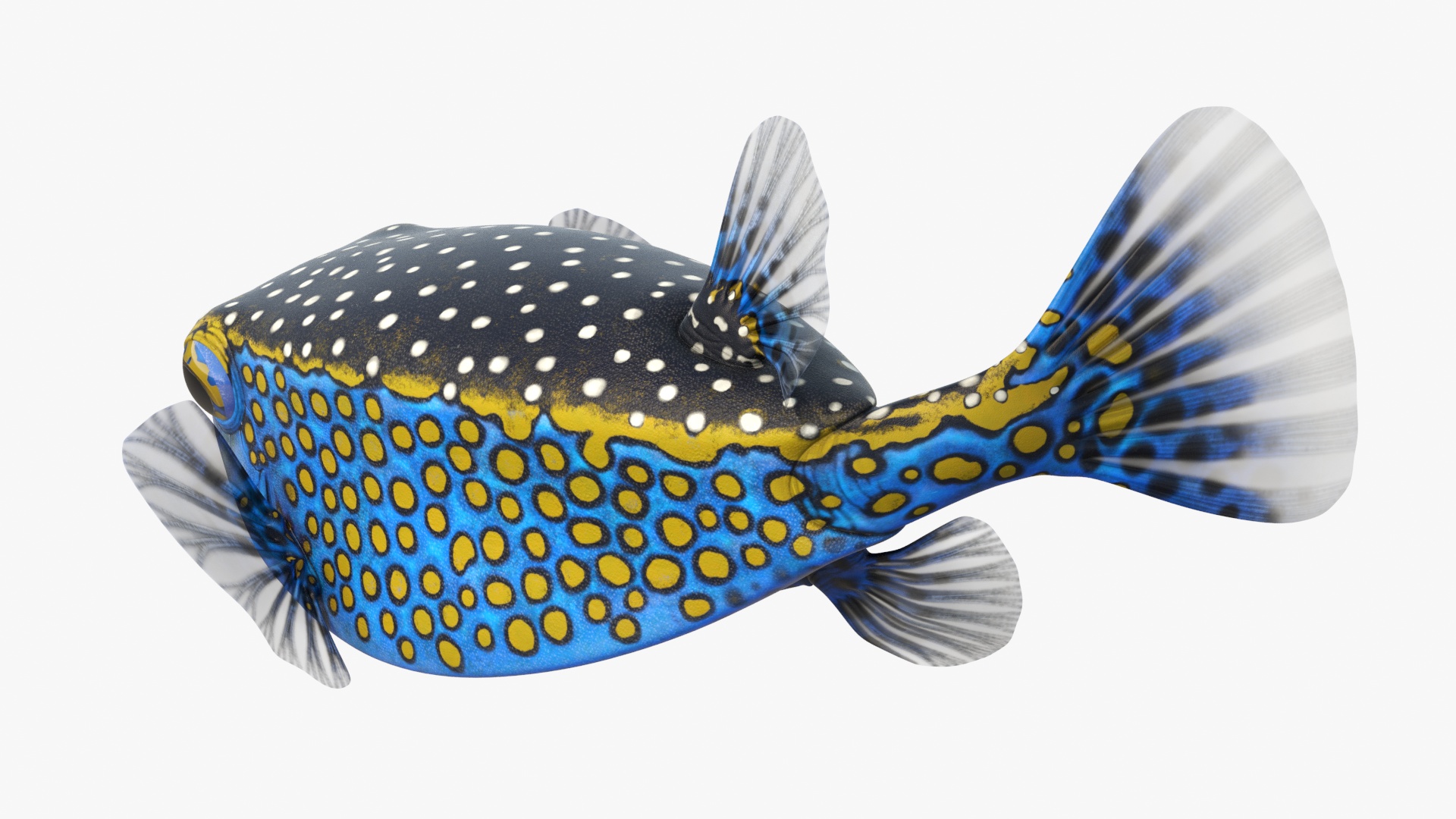 3D model Blue Spotted Boxfish