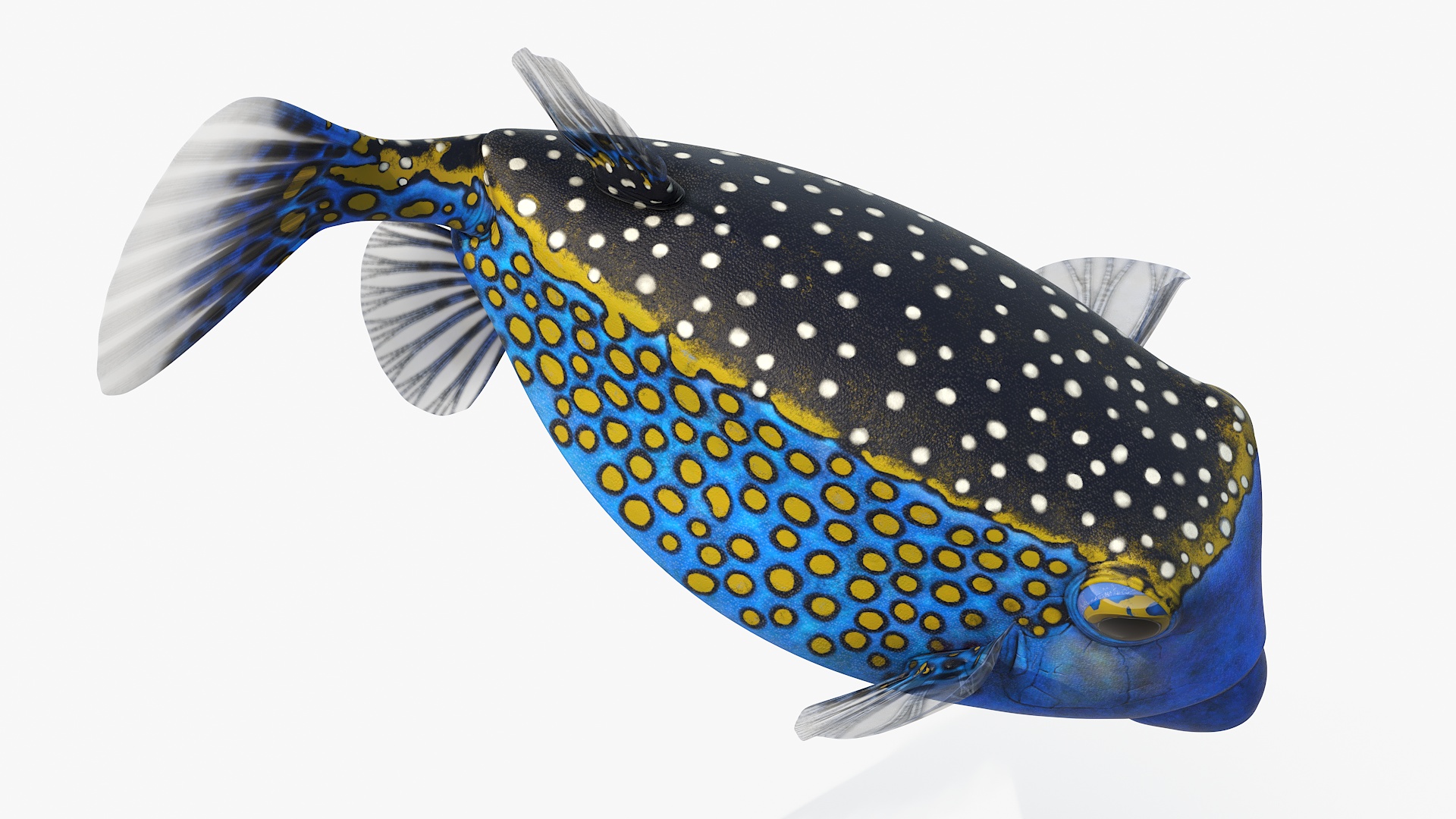 3D model Blue Spotted Boxfish