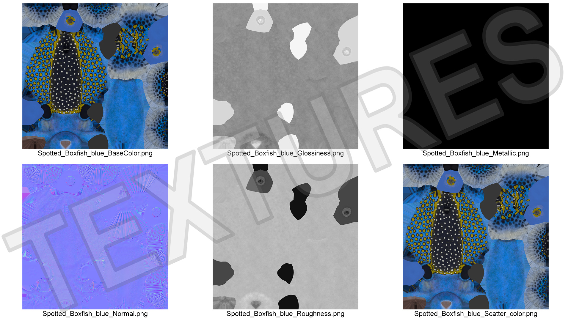 3D model Blue Spotted Boxfish